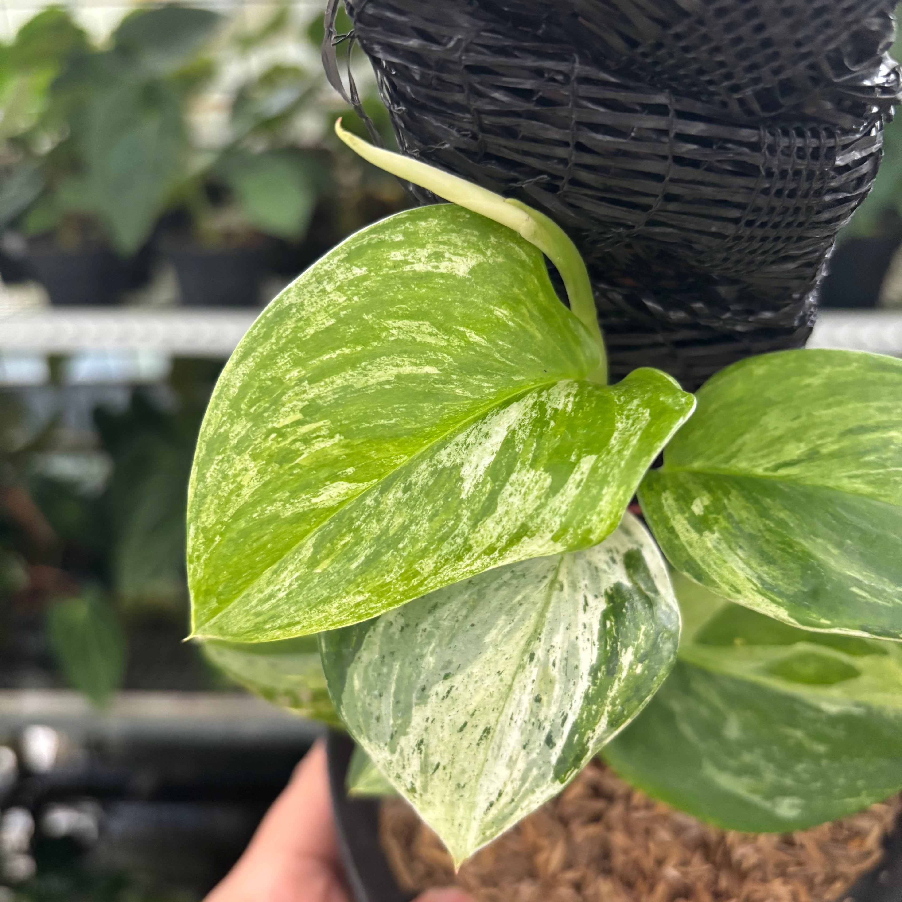 RP36-12	Scindapsus Moonlight Marble