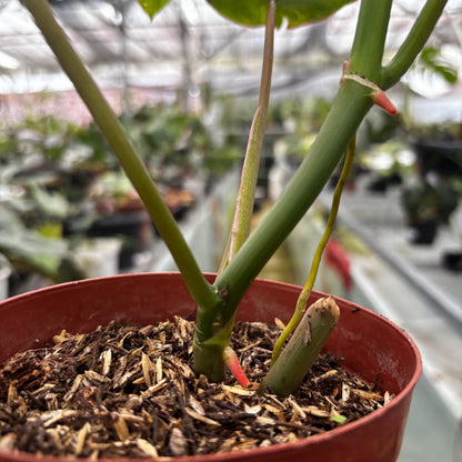 Philodendron Paraiso Verde Variegated