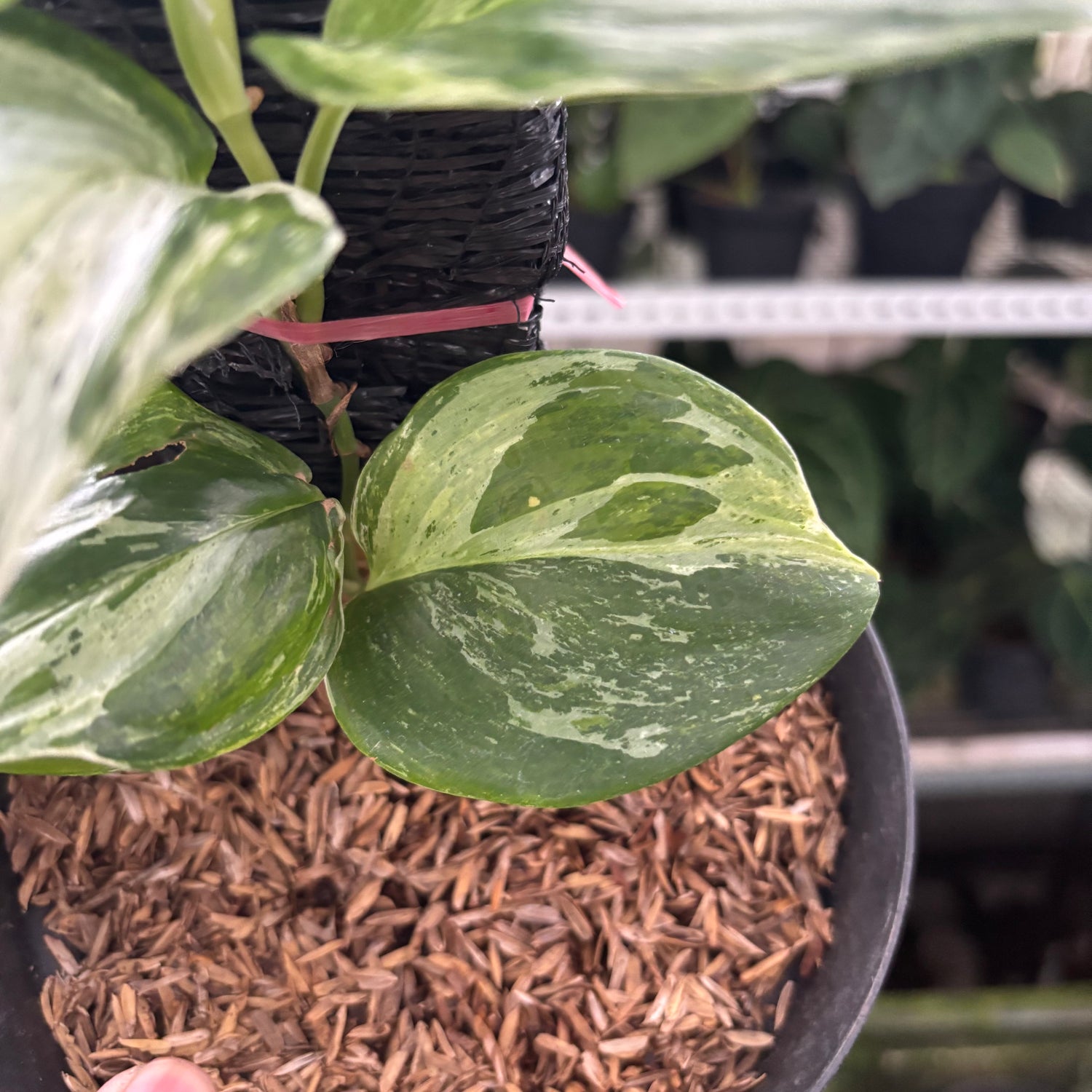 RP36-12	Scindapsus Moonlight Marble