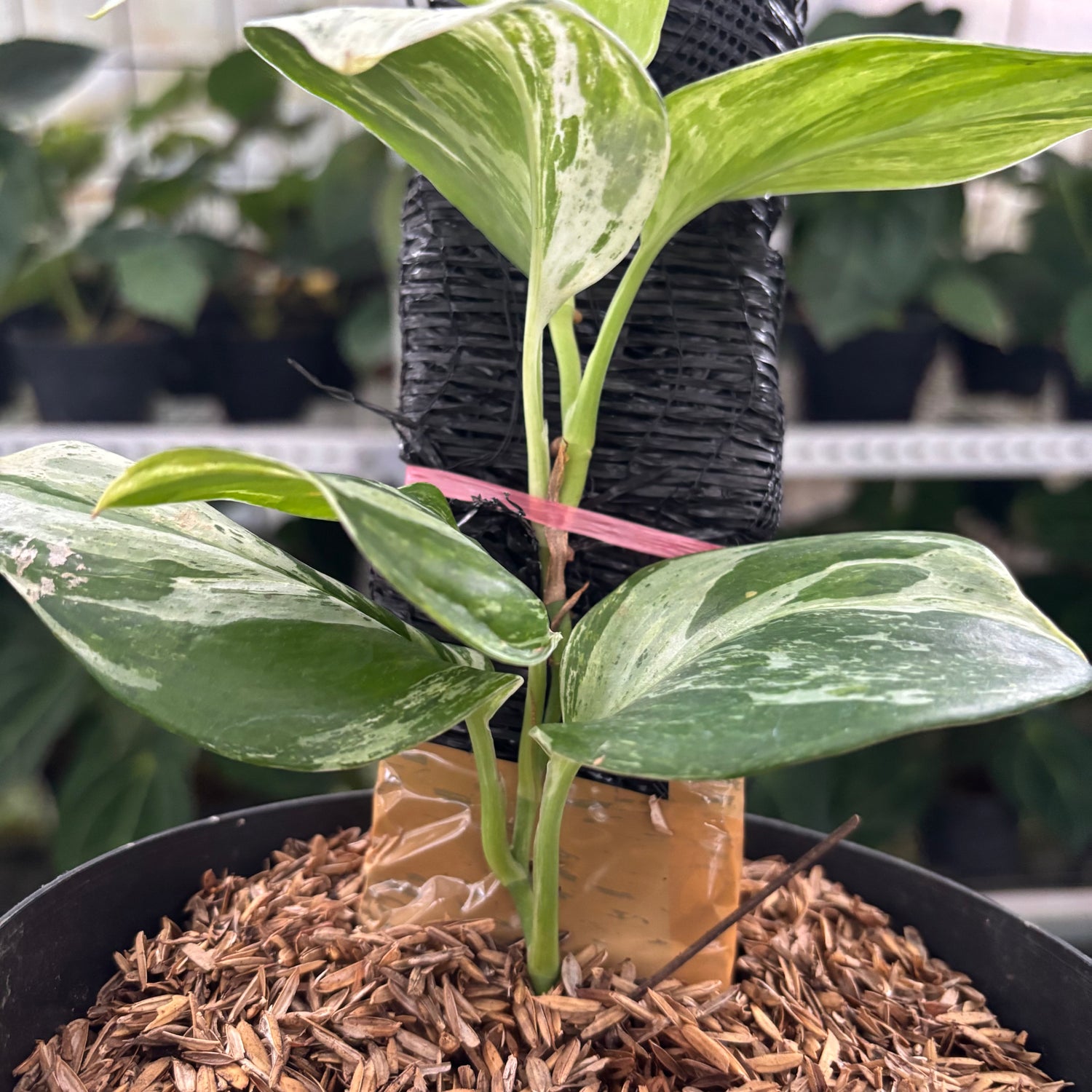 RP36-12	Scindapsus Moonlight Marble