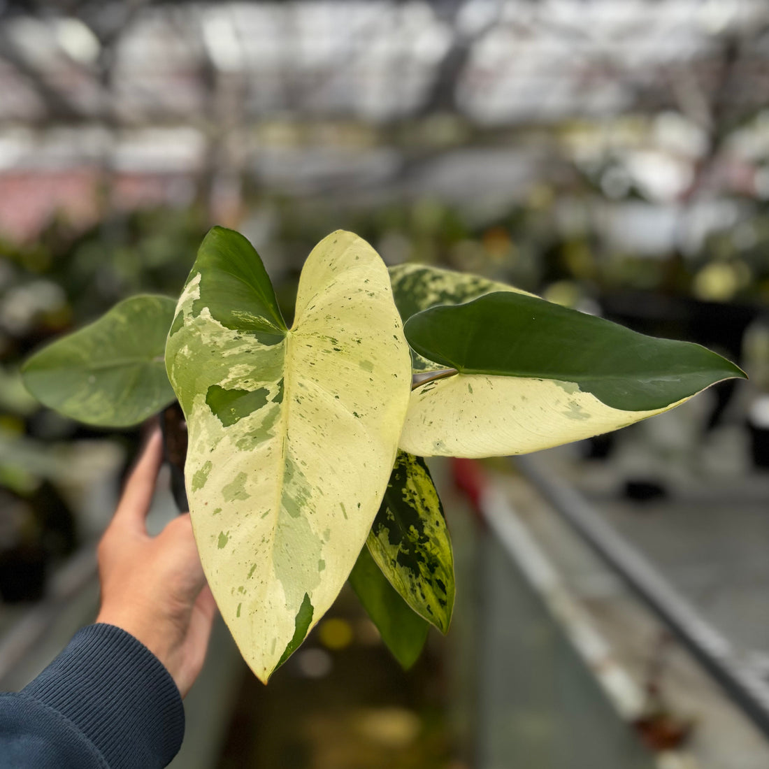 Philodendron Ilsemanii Variegated