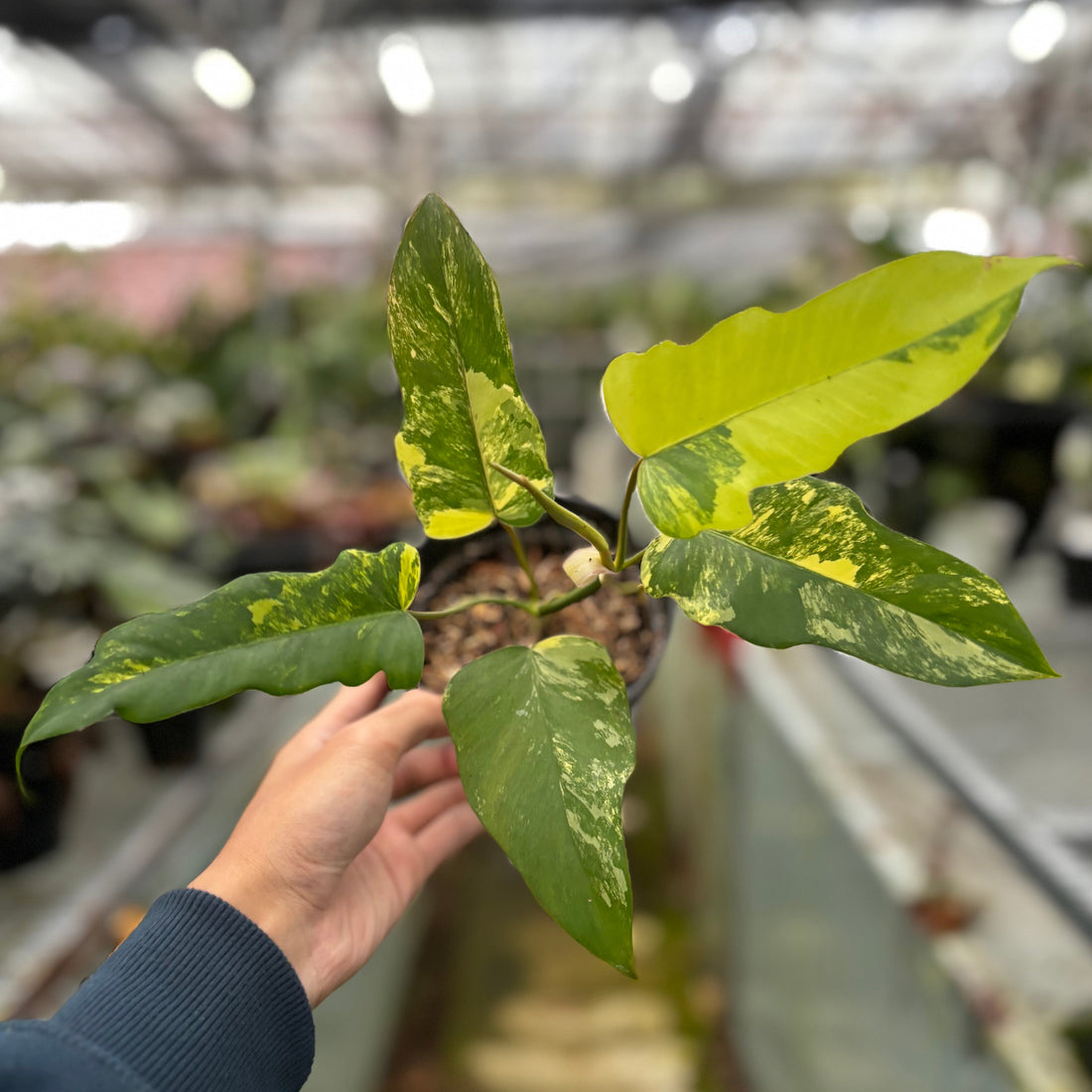 Philodendron Florida Beauty x Mayoi Medium Size