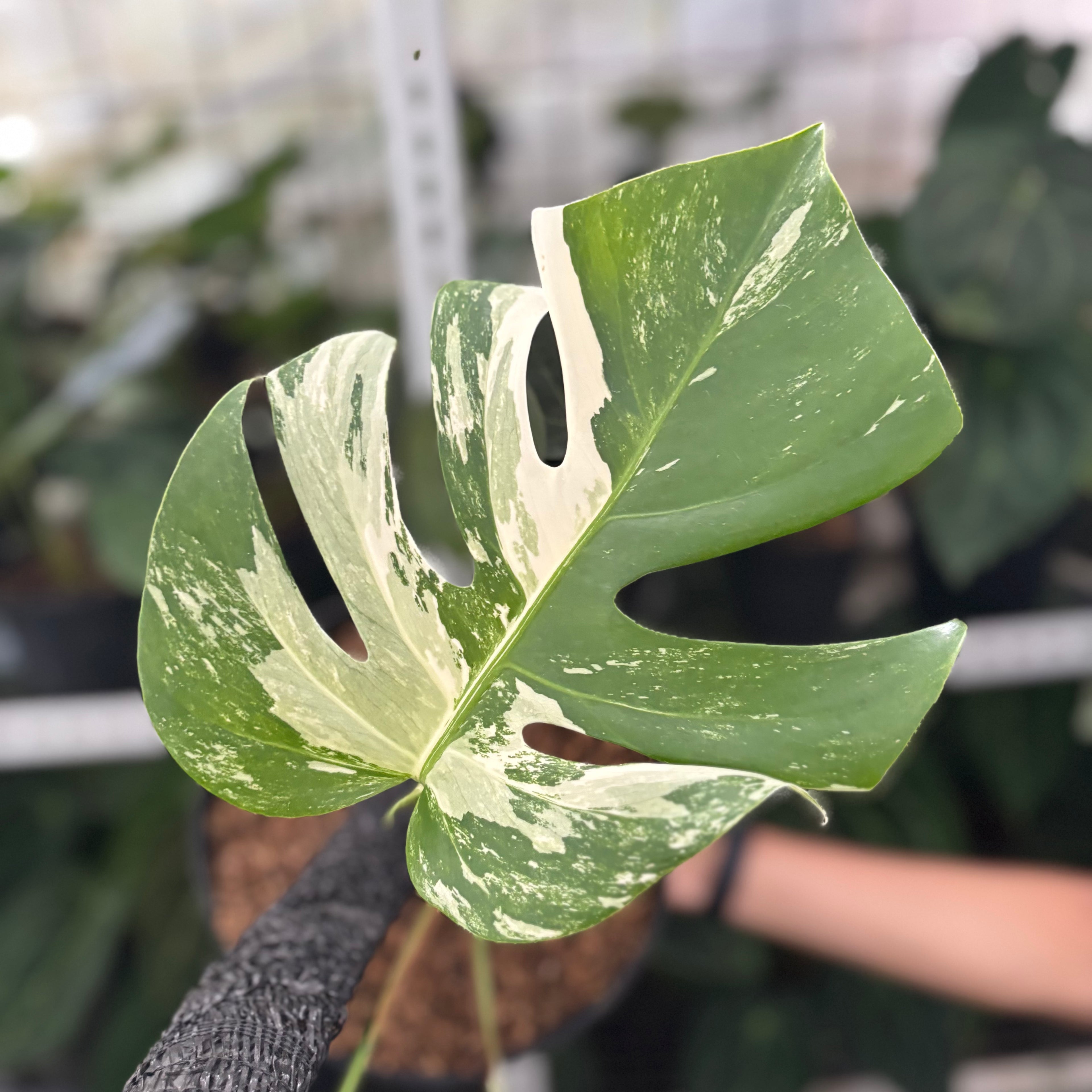 RP37-12 Monstera Albo Variegated