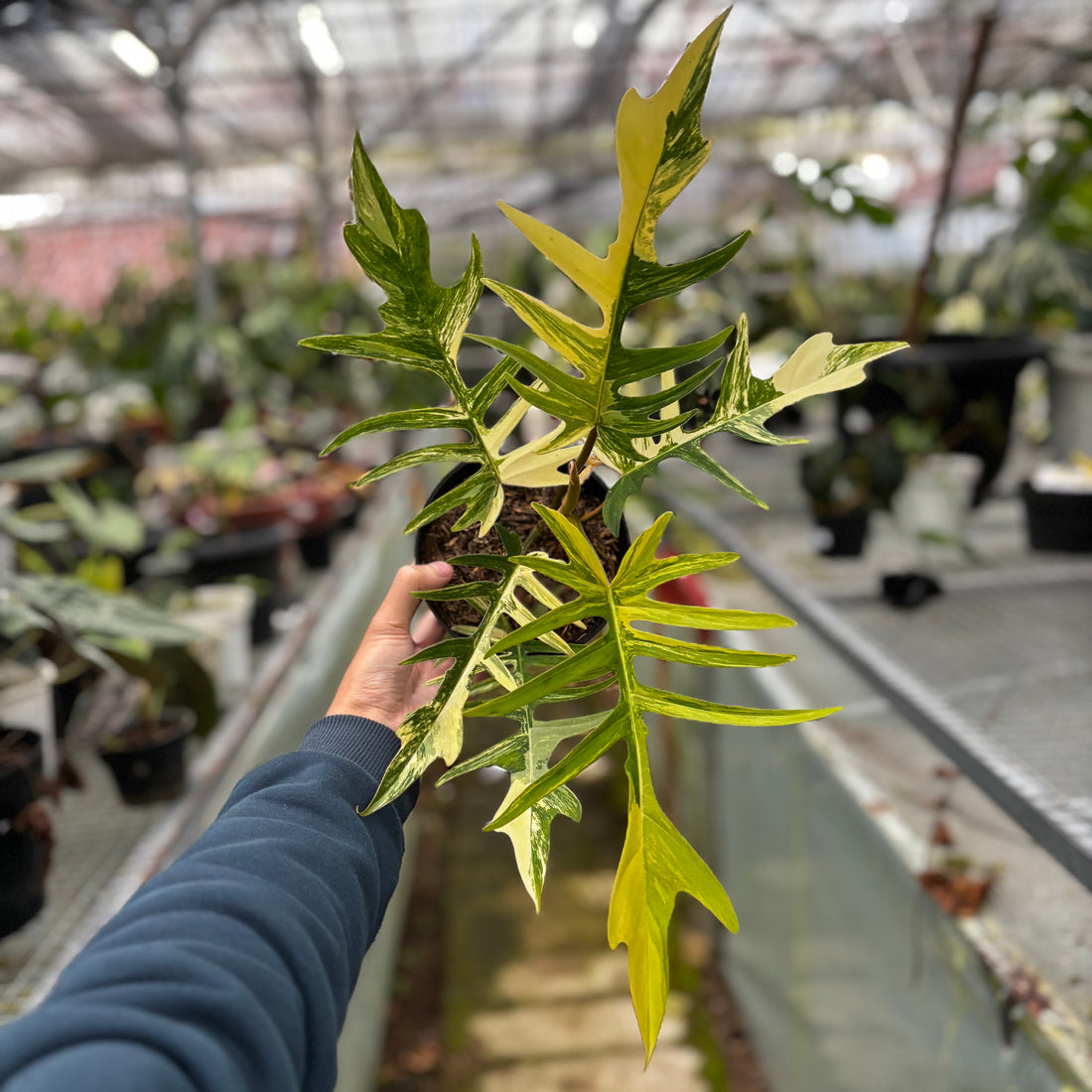 Philodendron Florida Beauty x Tortum Medium Size