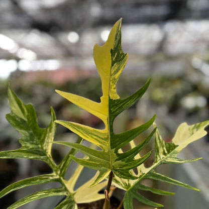 Philodendron Florida Beauty x Tortum Medium Size