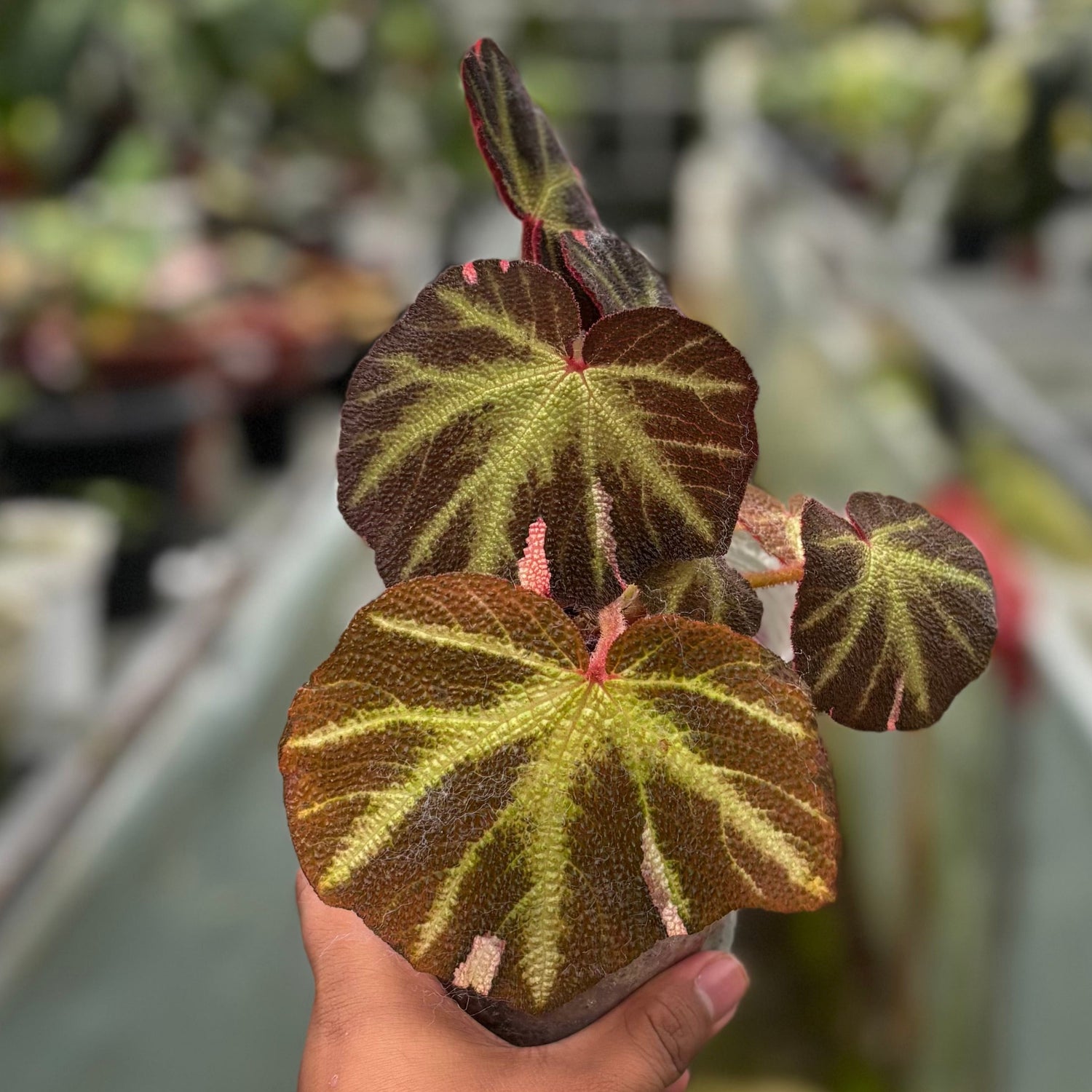 Begonia Soli Mutata Variegated