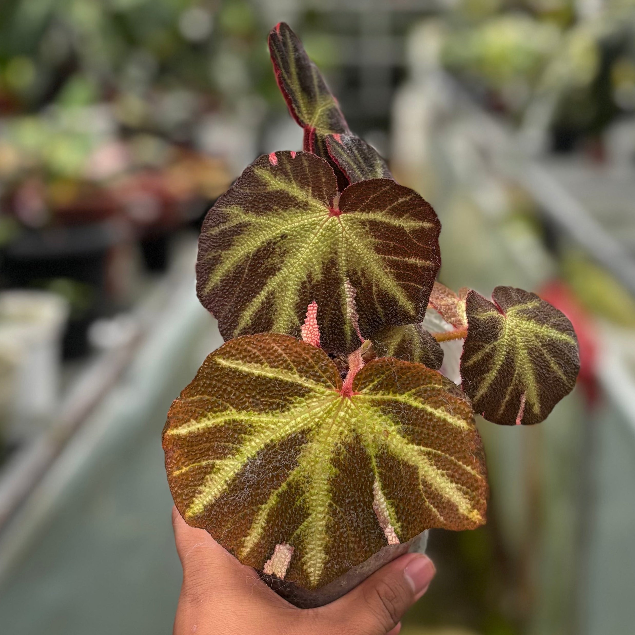 Begonia Soli Mutata Variegated