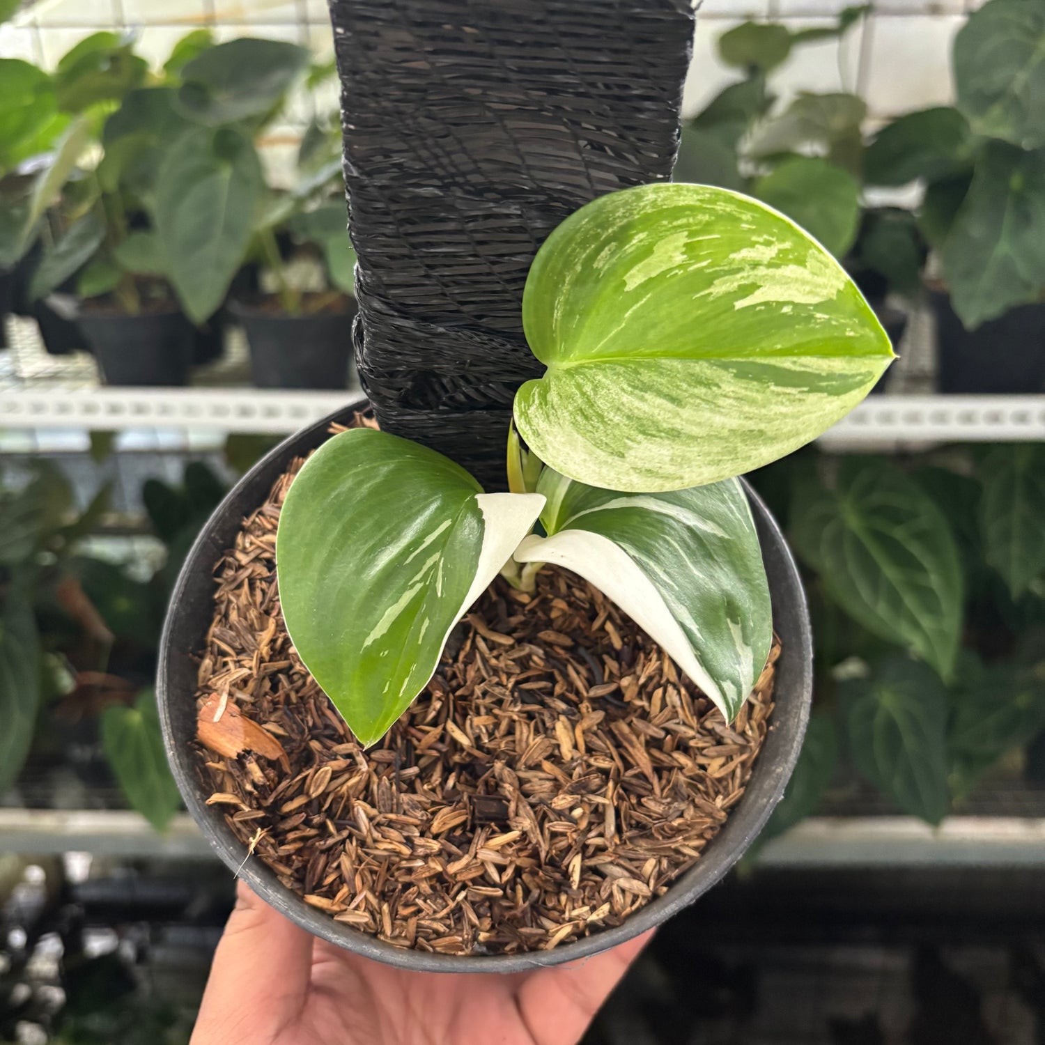 RP38-12	Scindapsus Moonlight White Variegated