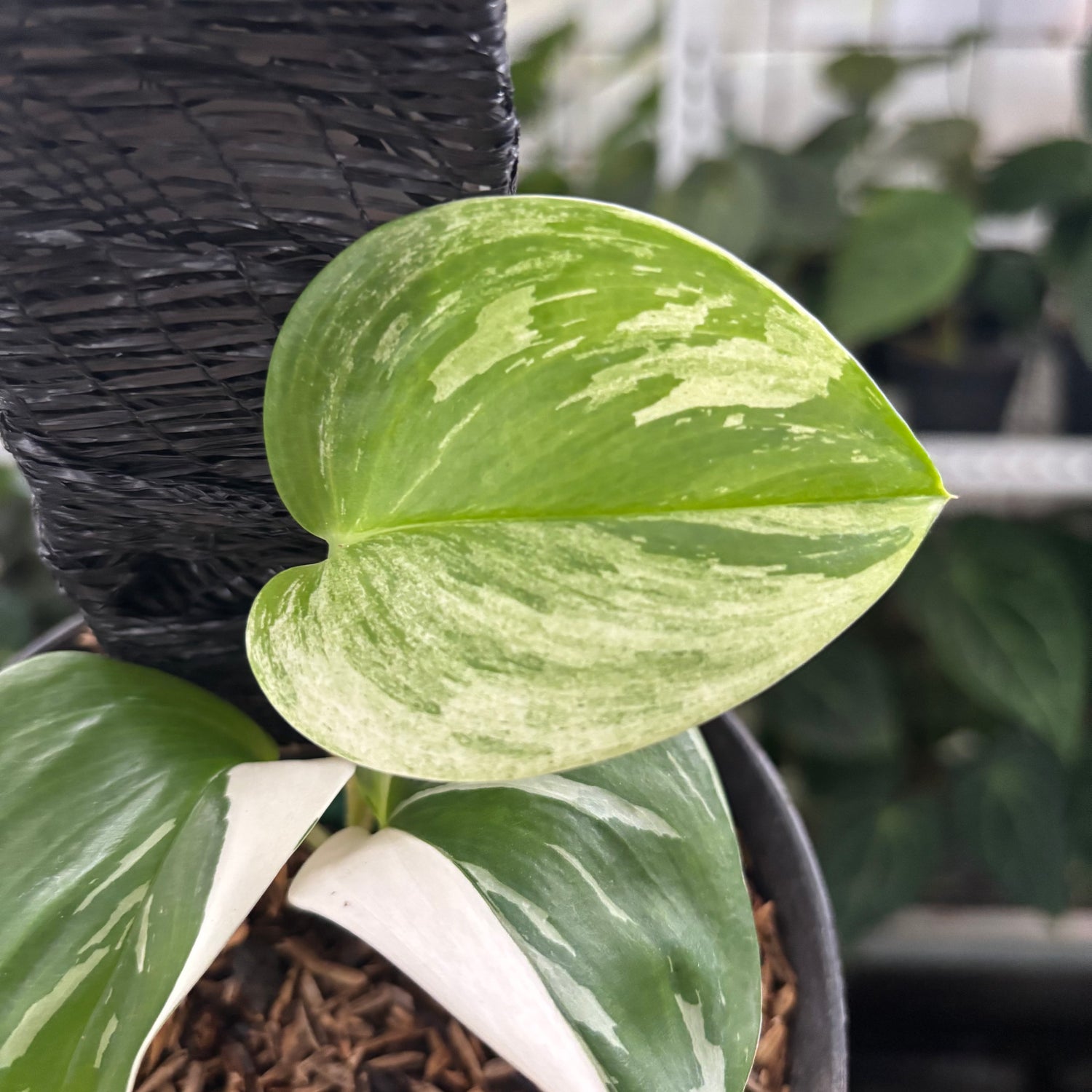 RP38-12	Scindapsus Moonlight White Variegated