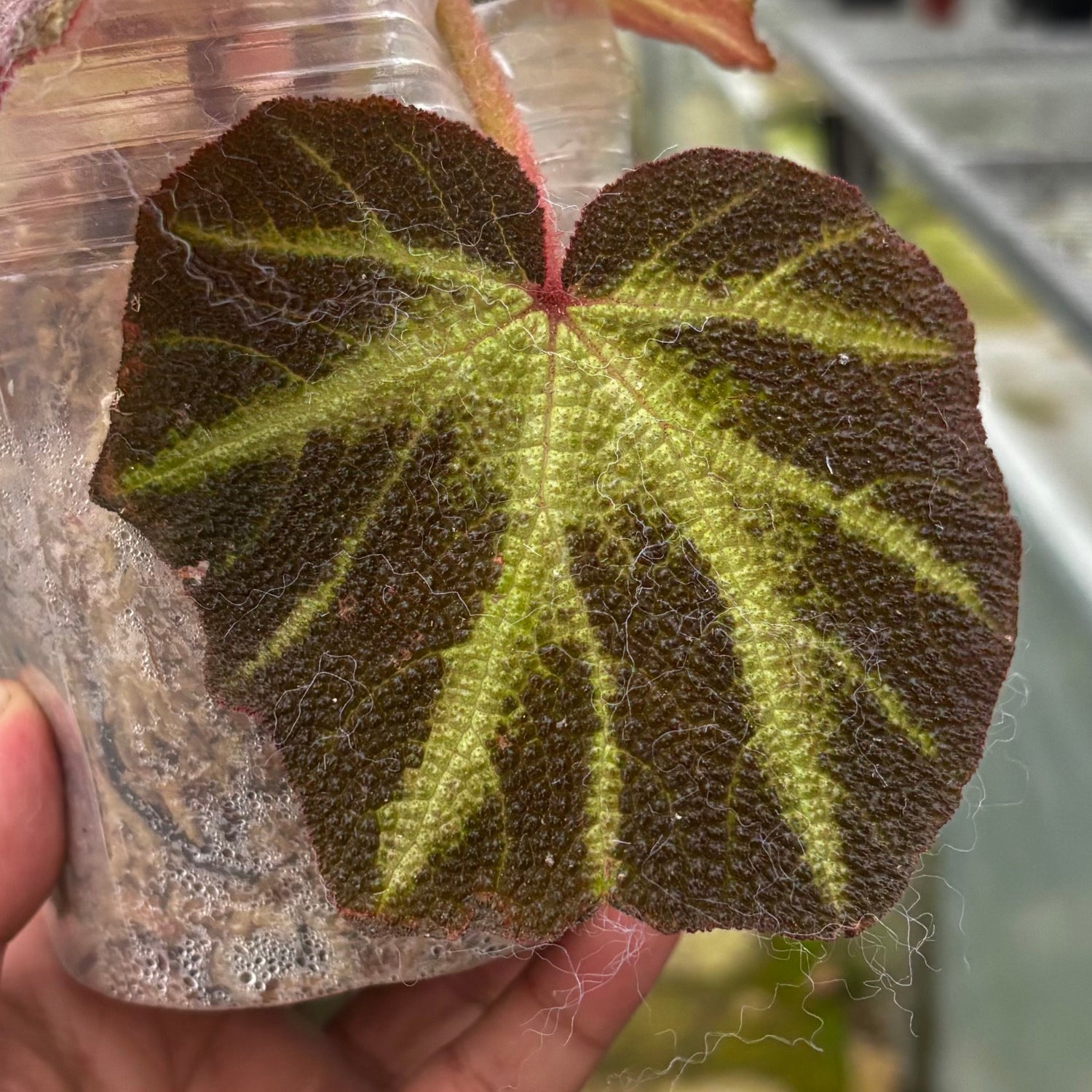 Begonia Soli Mutata Variegated