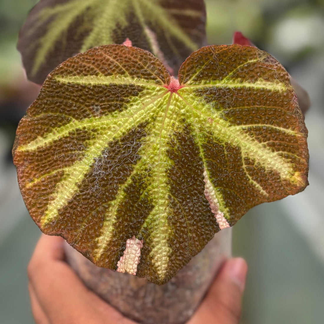 Begonia Soli Mutata Variegated