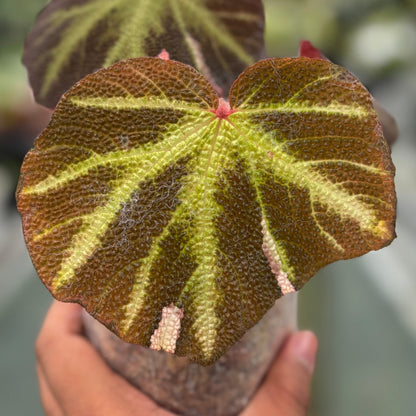 Begonia Soli Mutata Variegated