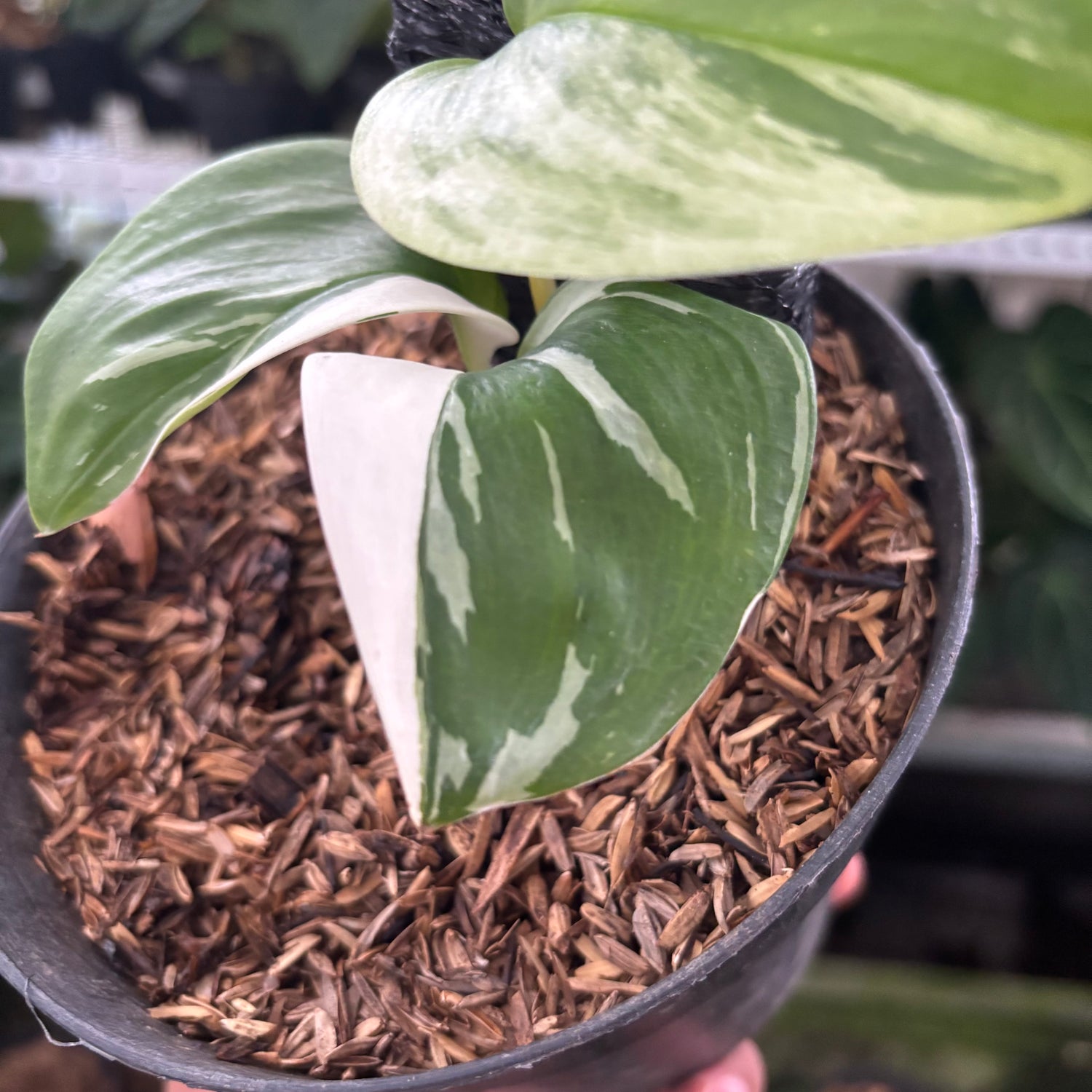 RP38-12	Scindapsus Moonlight White Variegated