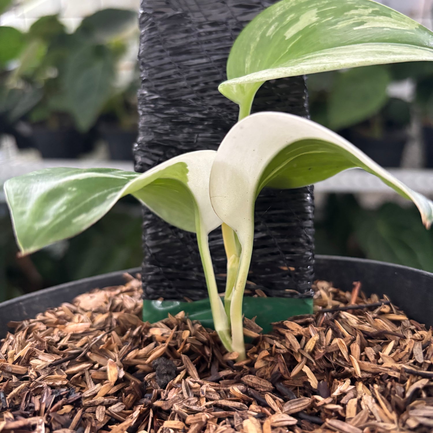 RP38-12	Scindapsus Moonlight White Variegated