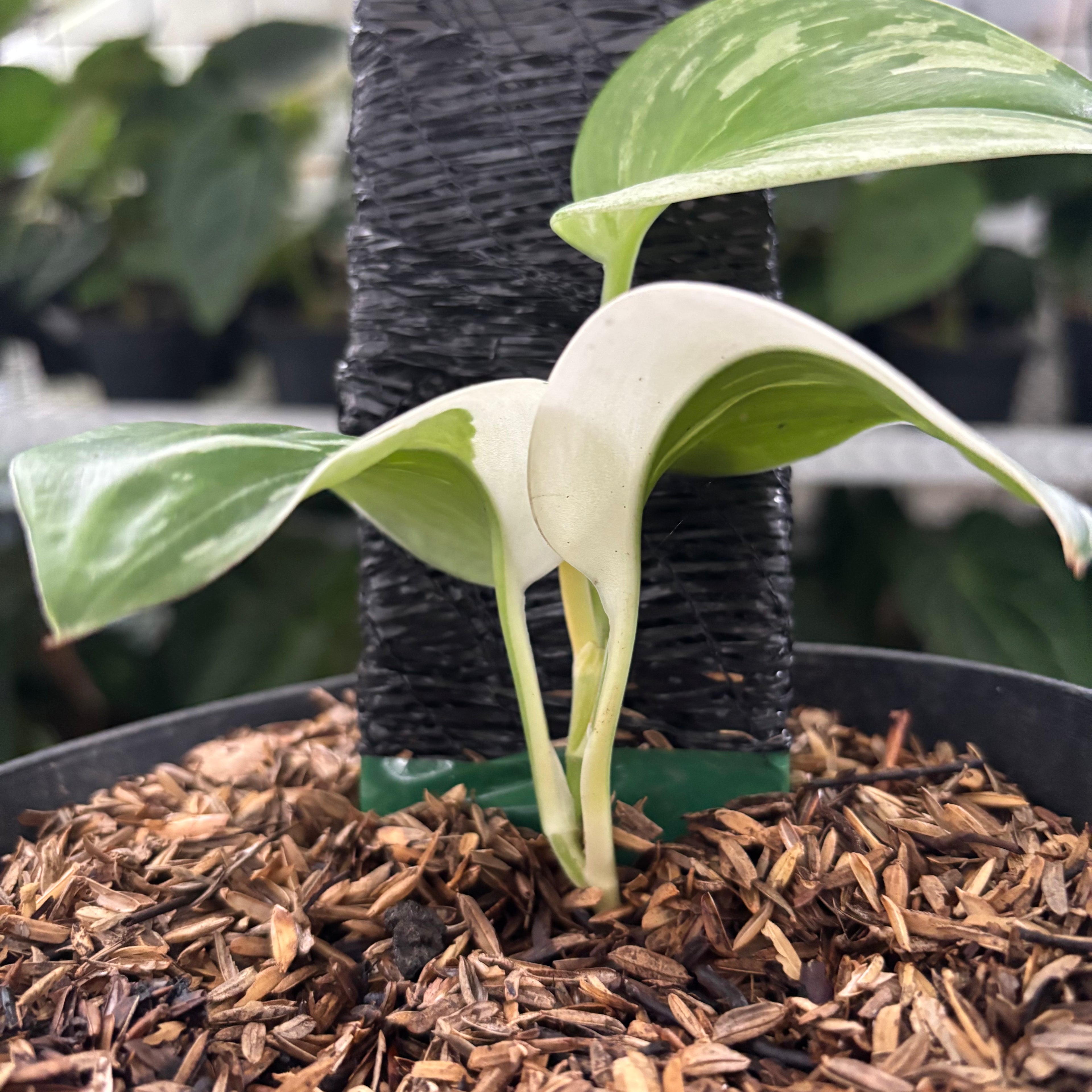 RP38-12	Scindapsus Moonlight White Variegated