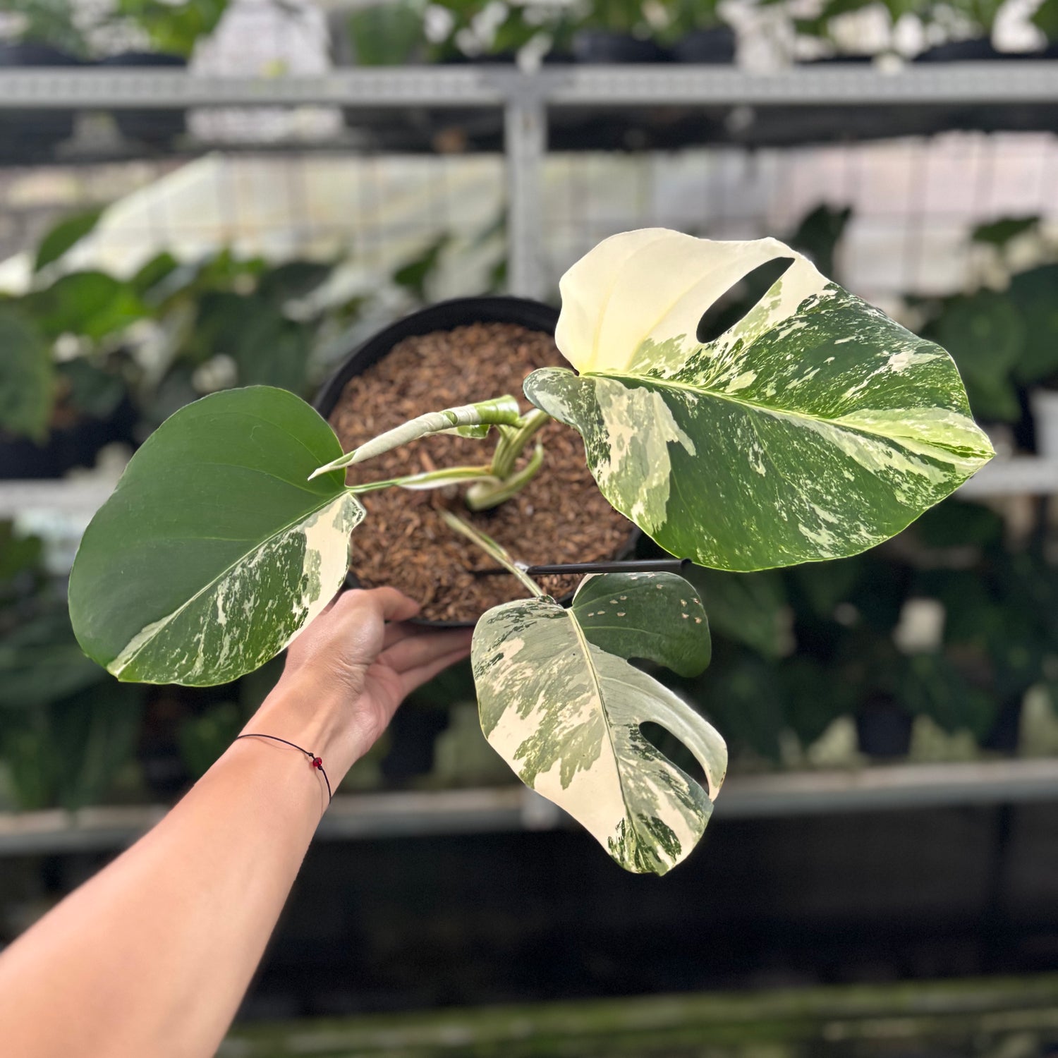 RP39-12 Monstera Albo Variegated