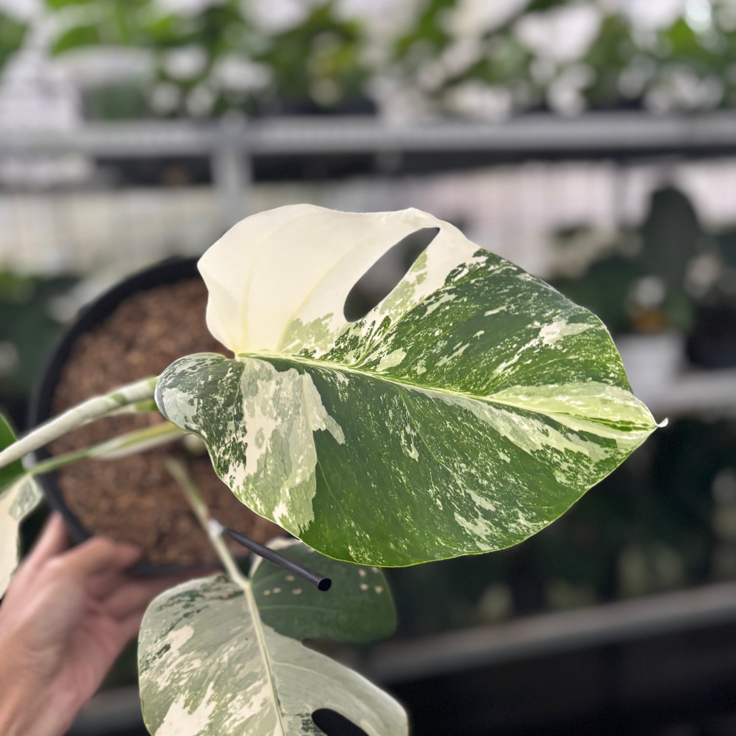 RP39-12 Monstera Albo Variegated