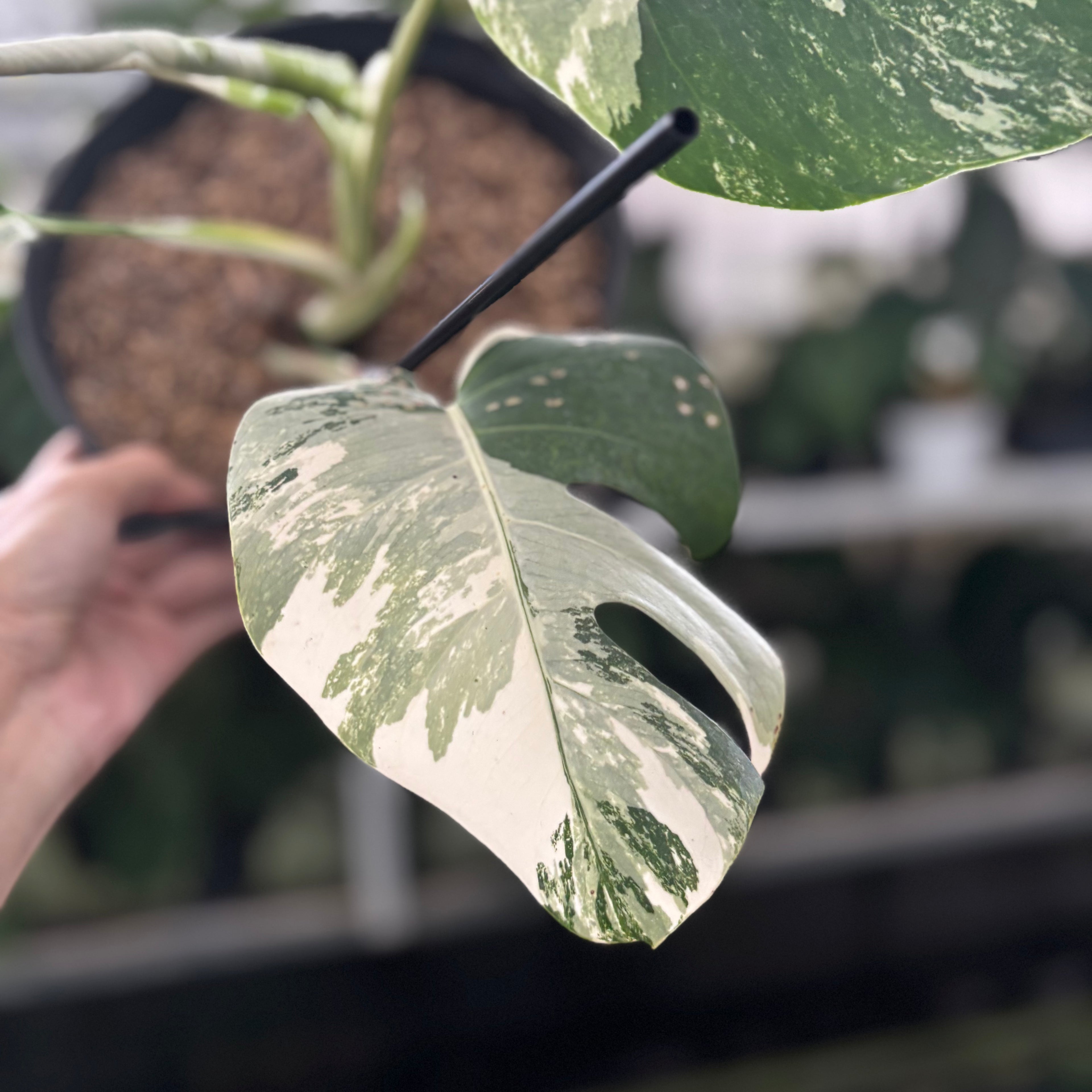 RP39-12 Monstera Albo Variegated