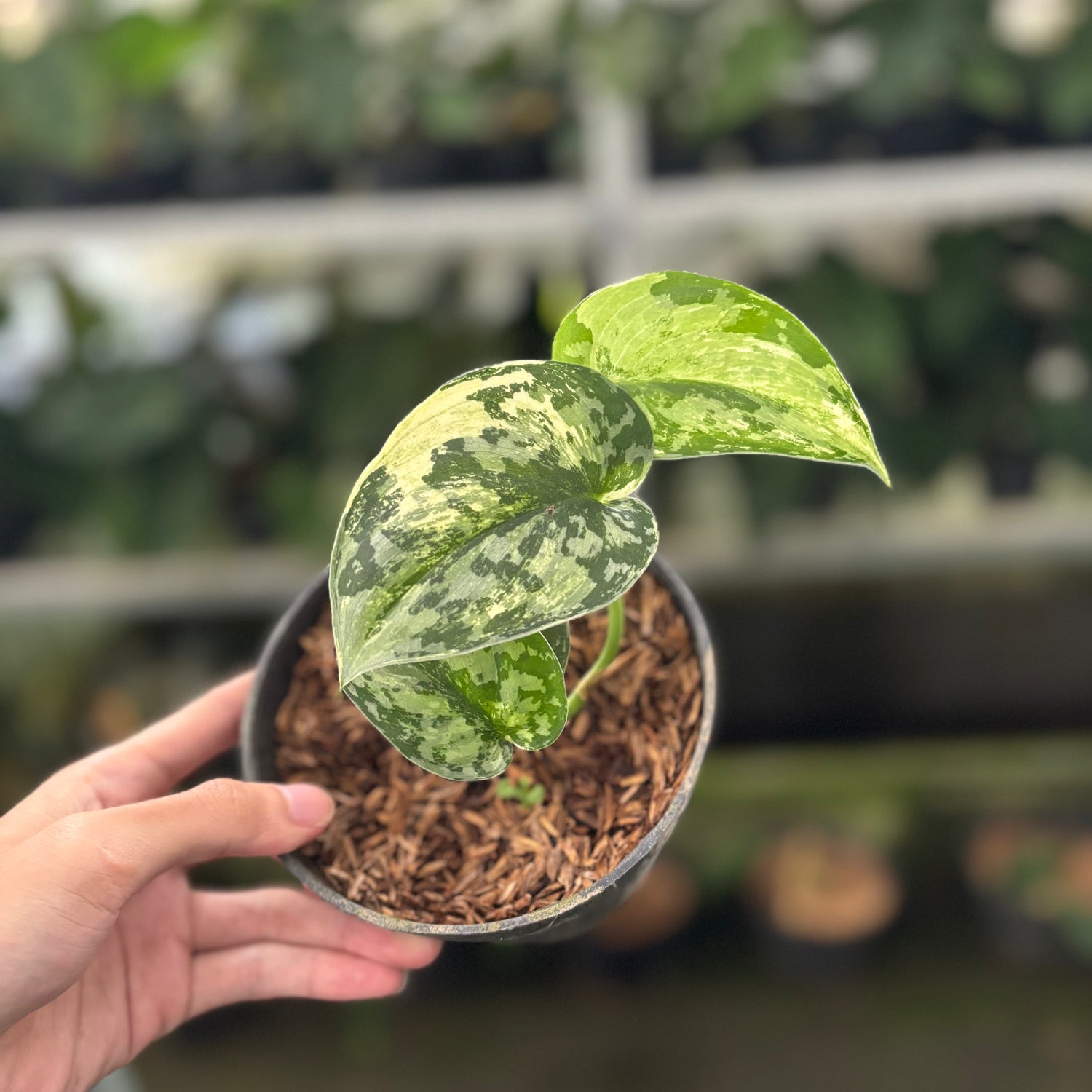 RP40-12 Scindapsus Exotica Variegated