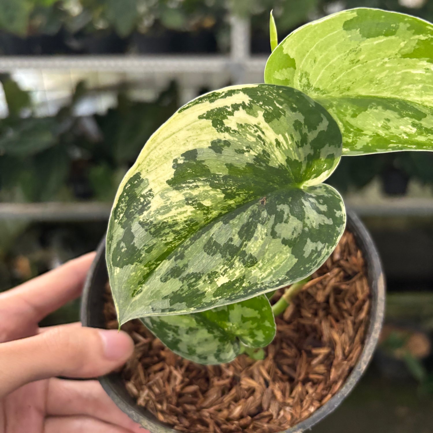 RP40-12 Scindapsus Exotica Variegated