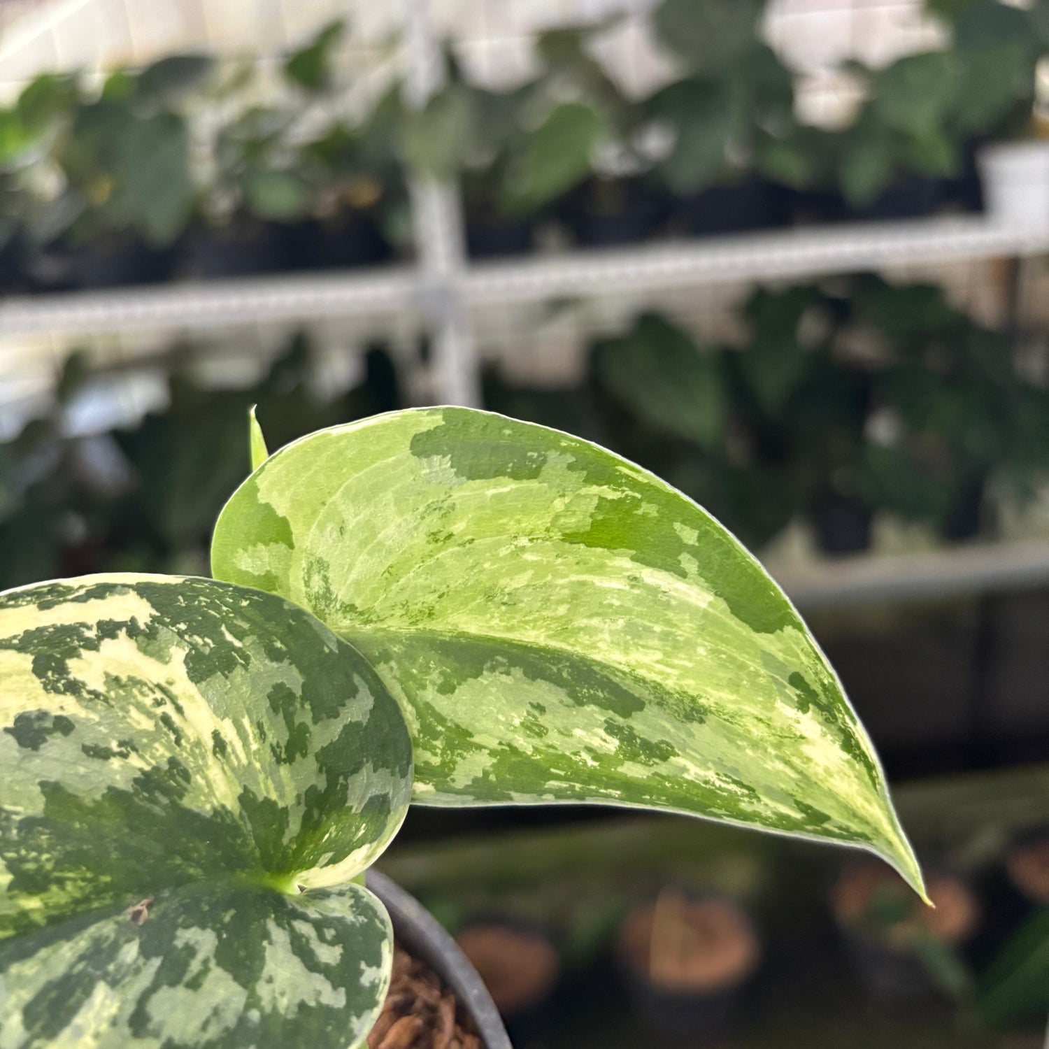 RP40-12 Scindapsus Exotica Variegated