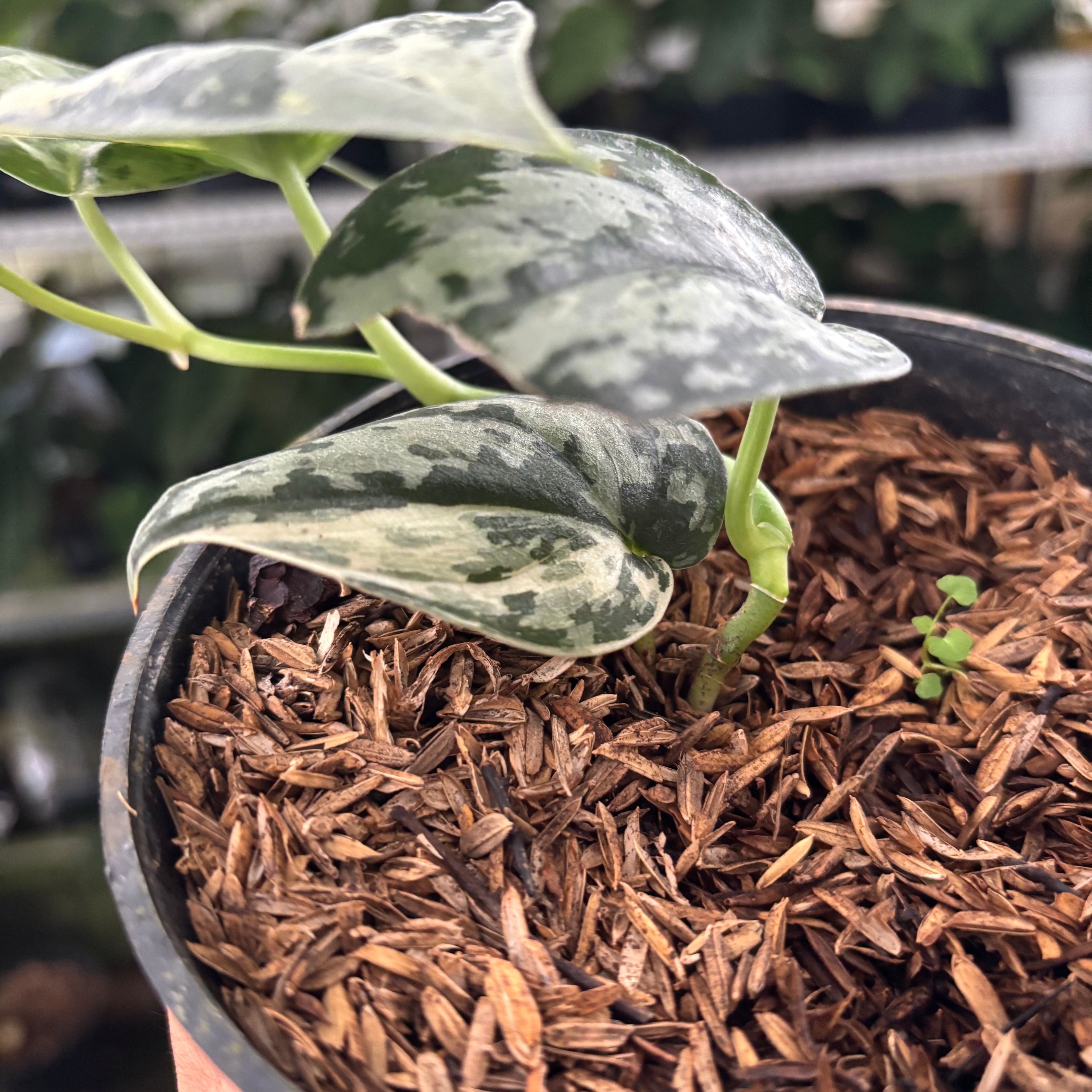 RP40-12 Scindapsus Exotica Variegated