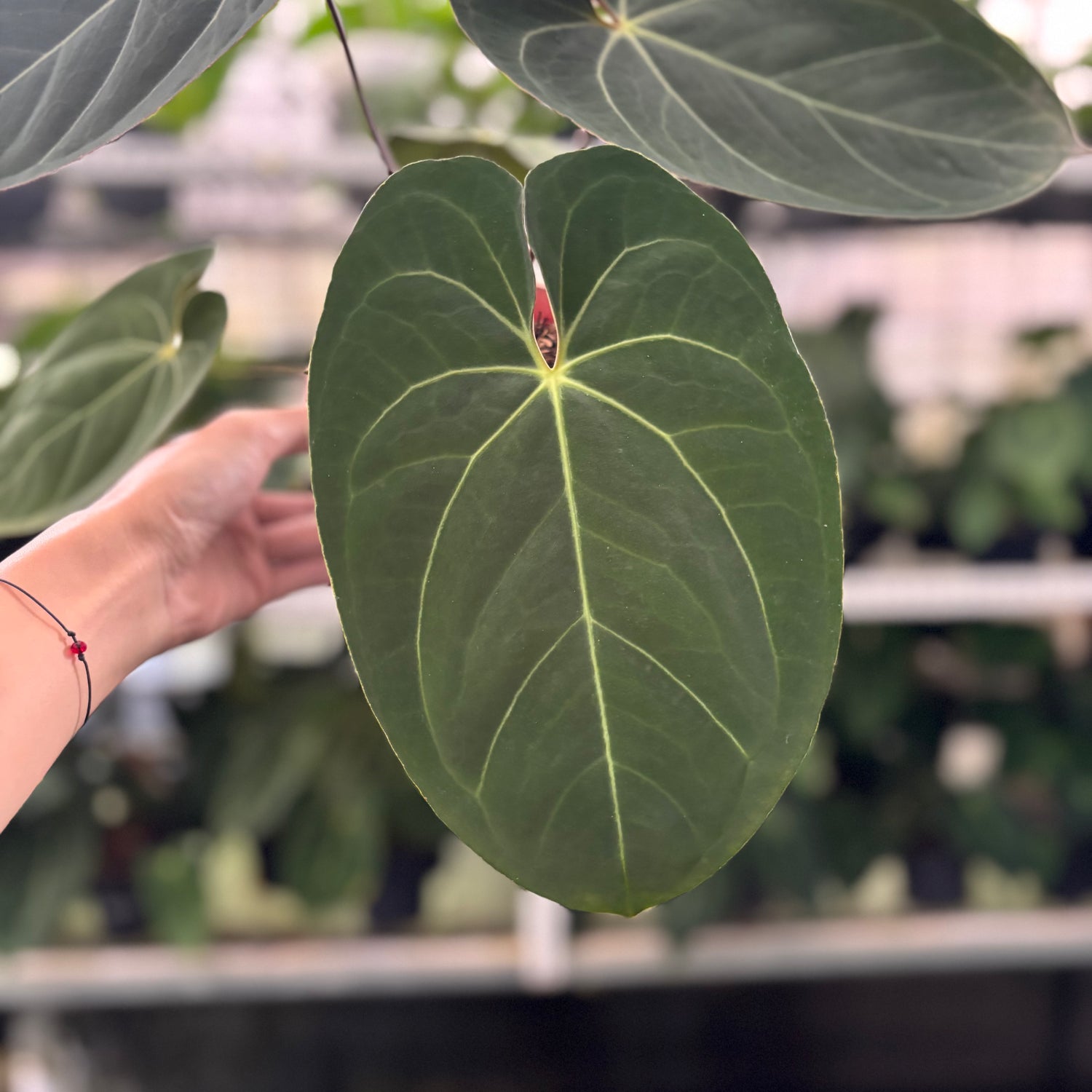 RP41-12 Anthurium Papillilaminum x Ace Of Spades