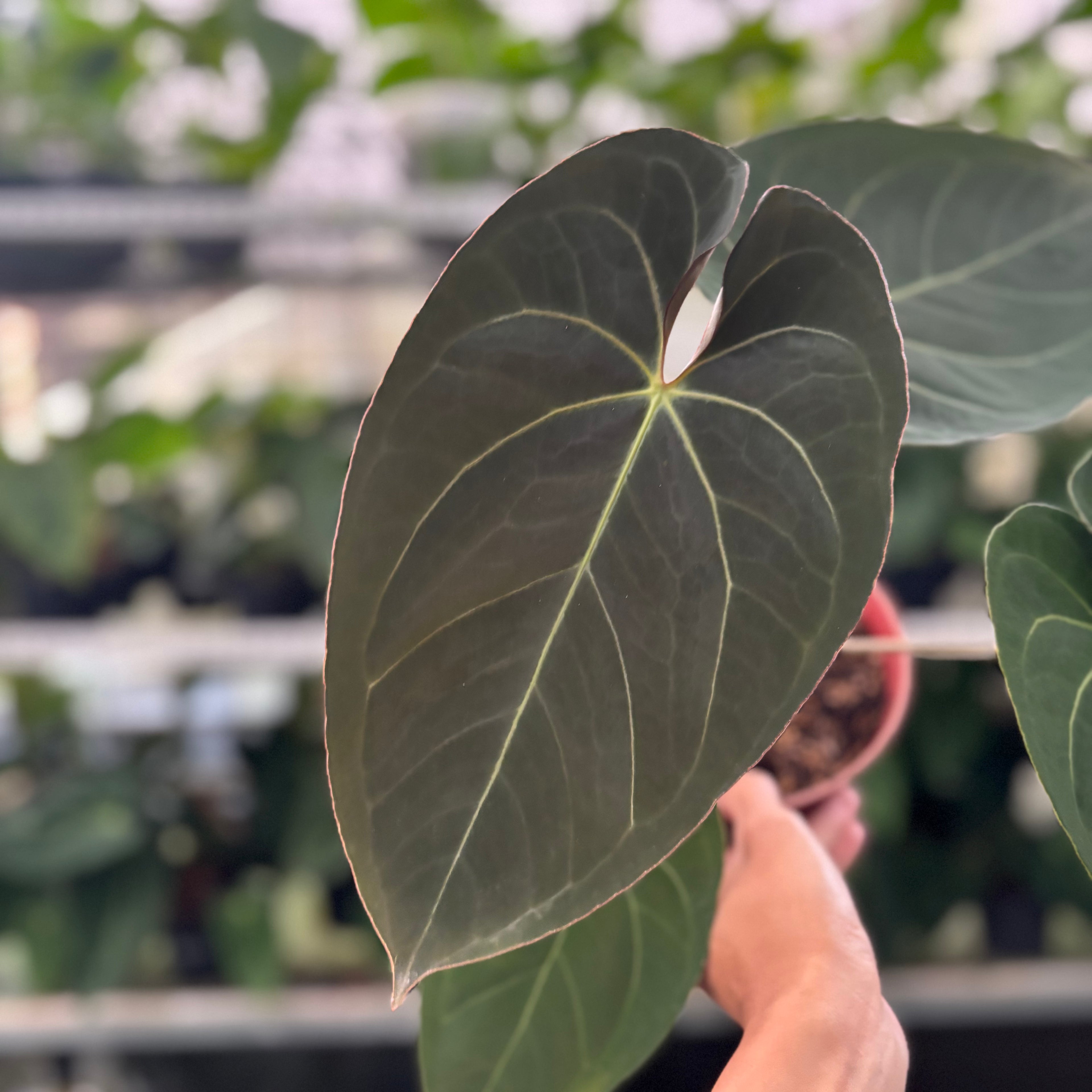 RP41-12 Anthurium Papillilaminum x Ace Of Spades