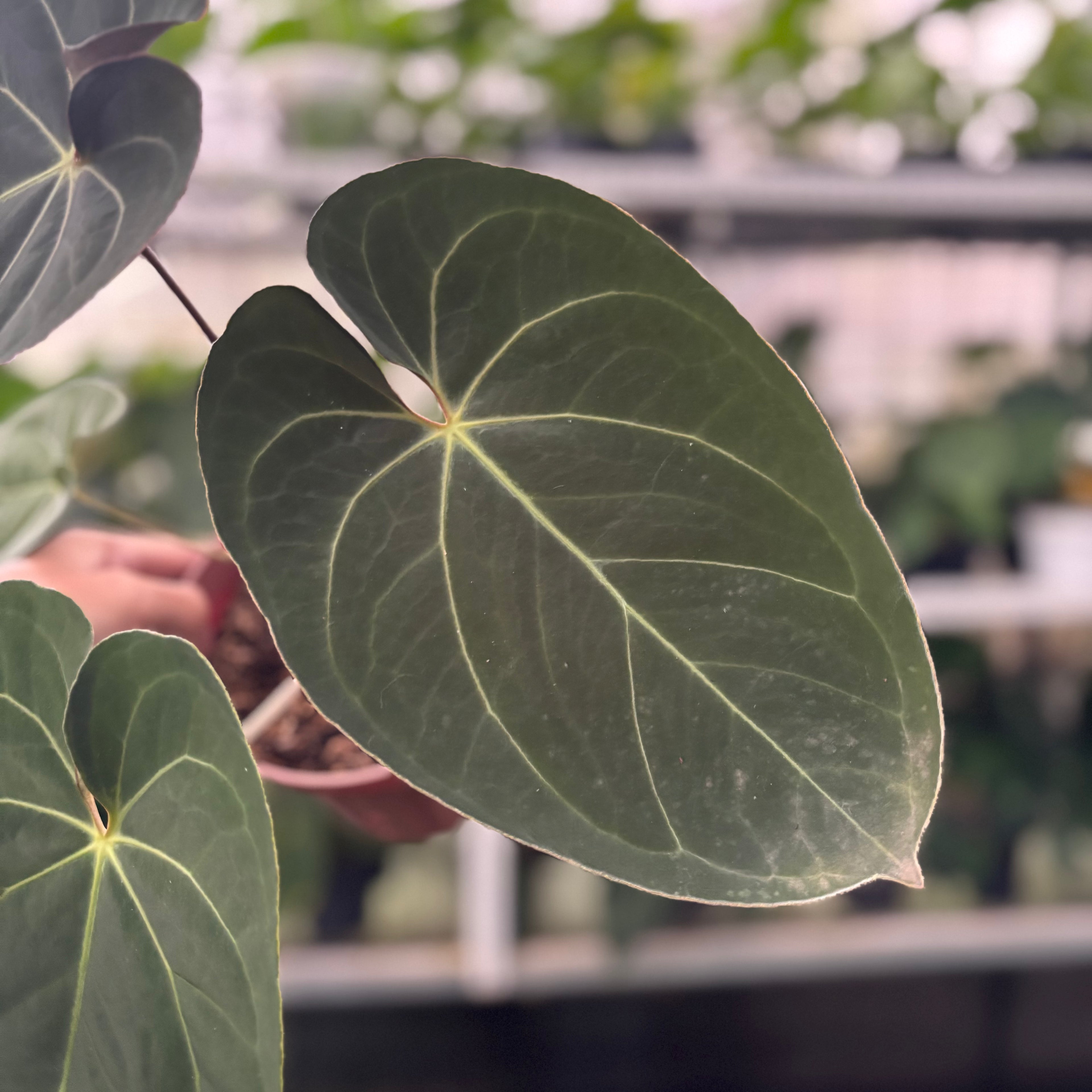 RP41-12 Anthurium Papillilaminum x Ace Of Spades