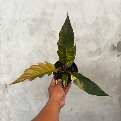 Philodendron Caramel Marble Variegated