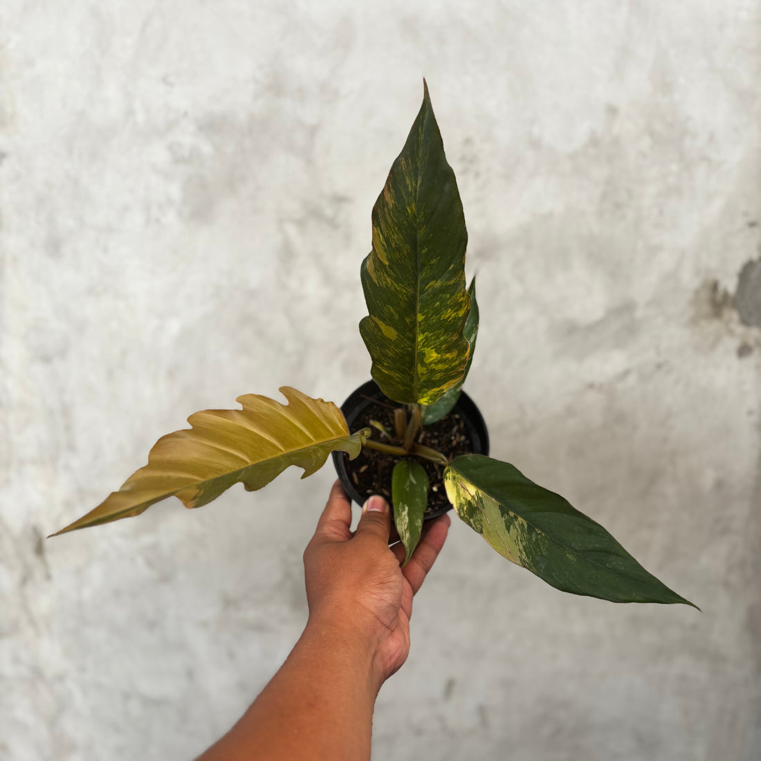 π Philodendron Caramel Marble Variegated (100% off)
