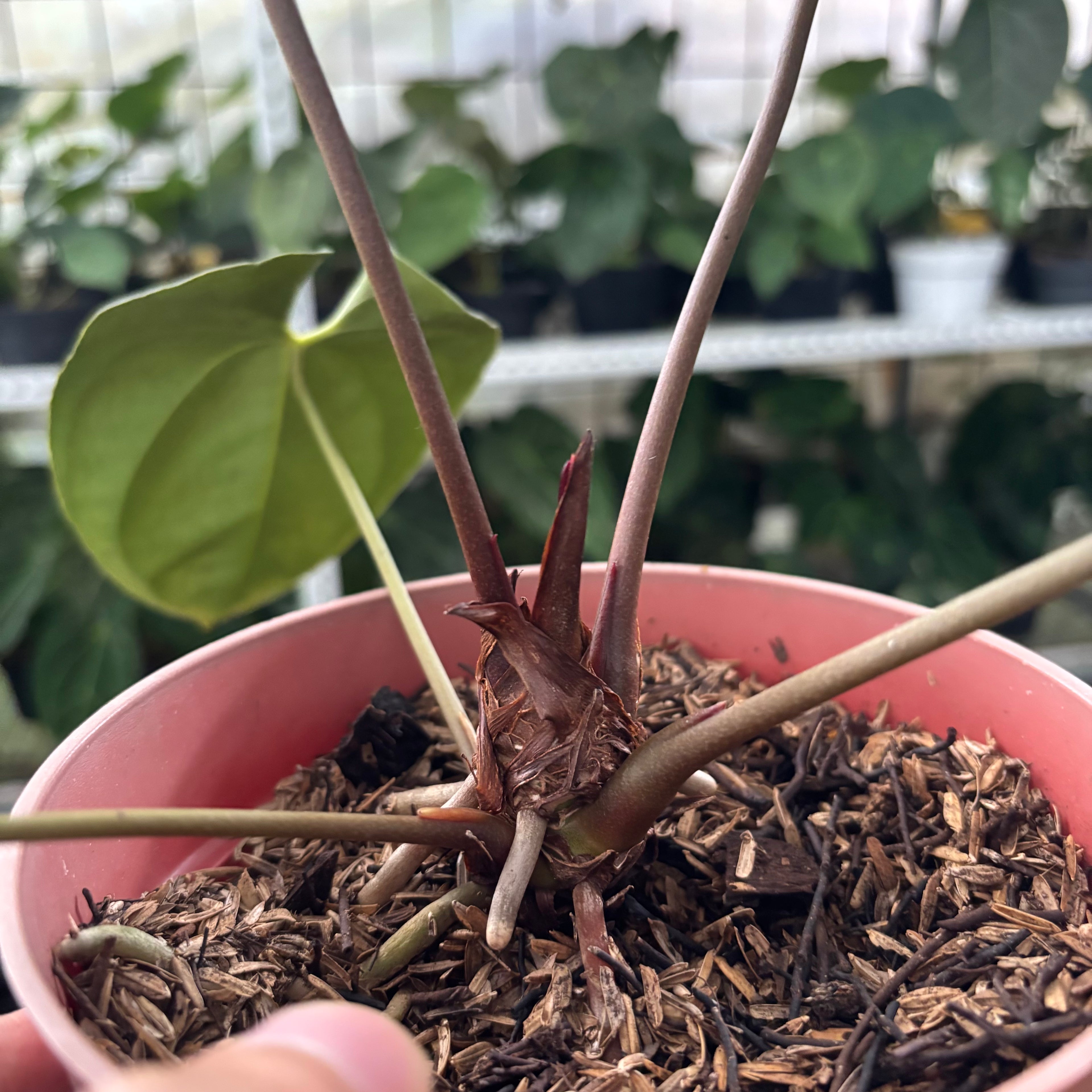 RP41-12 Anthurium Papillilaminum x Ace Of Spades