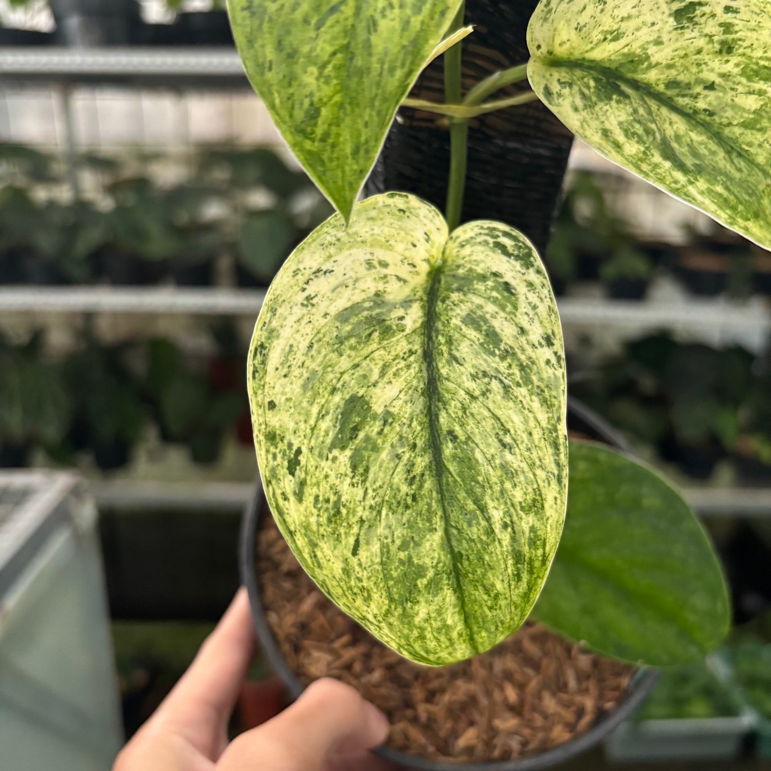 RP42-12 Scindapsus Creamblue