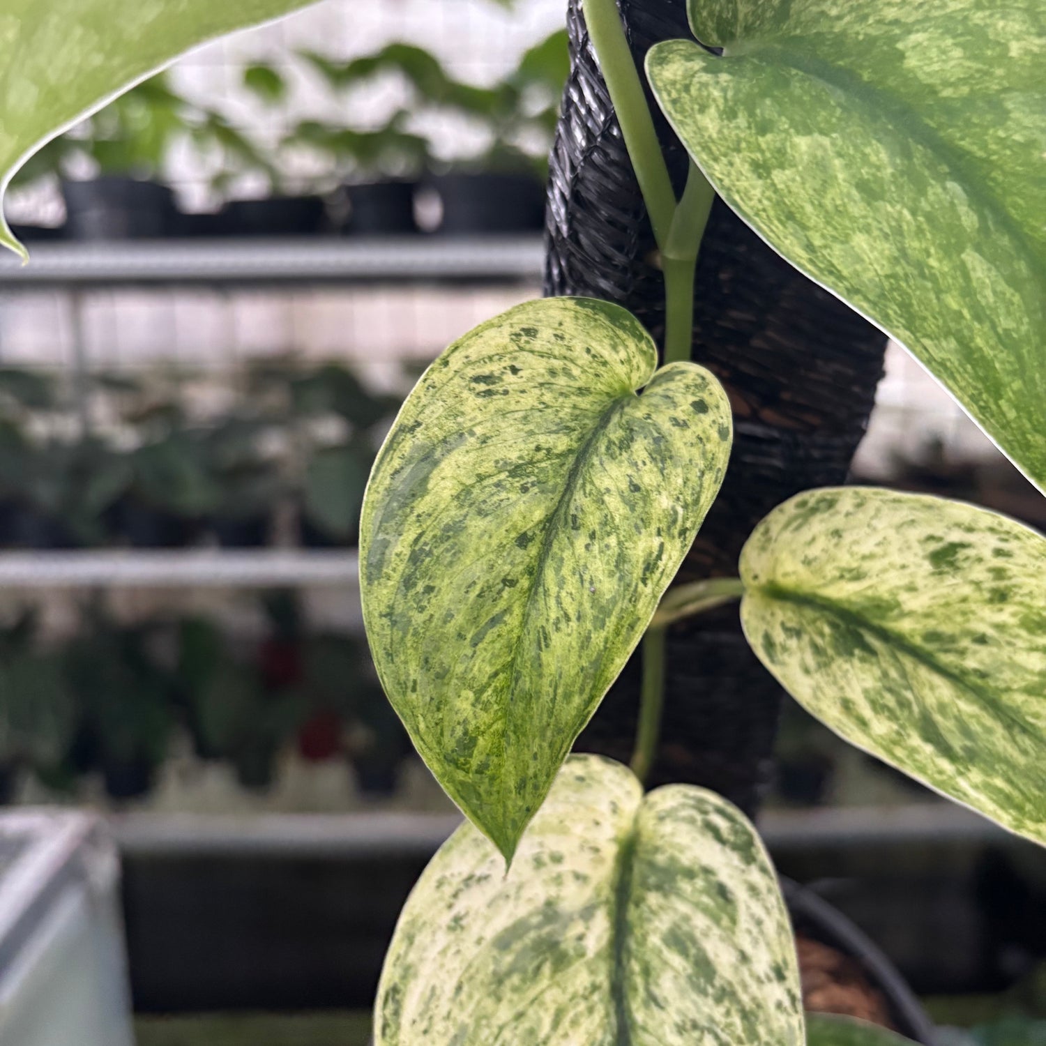 RP42-12 Scindapsus Creamblue