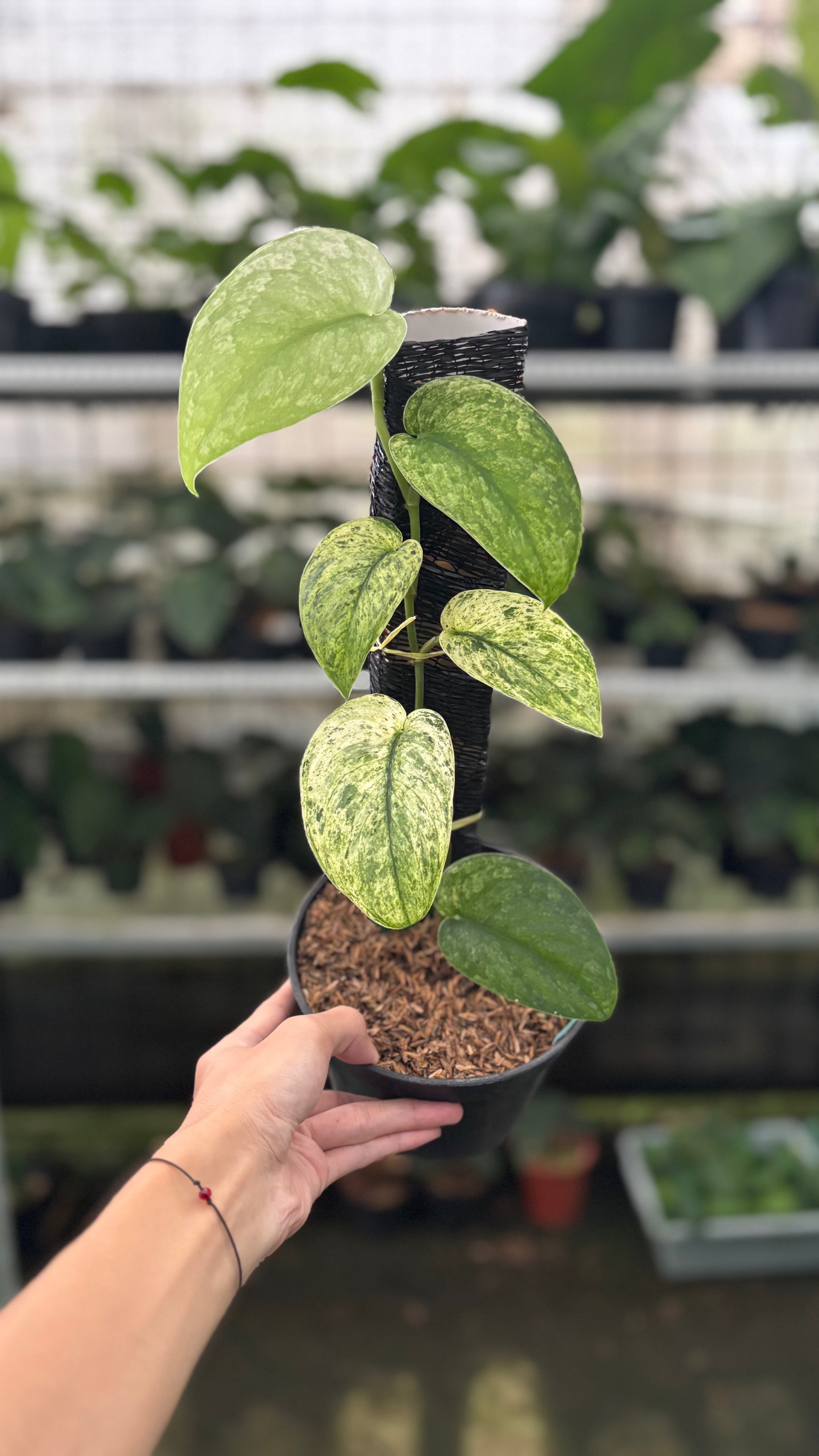 RP42-12 Scindapsus Creamblue