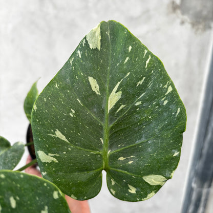 Monstera Thai Constellation Mutation