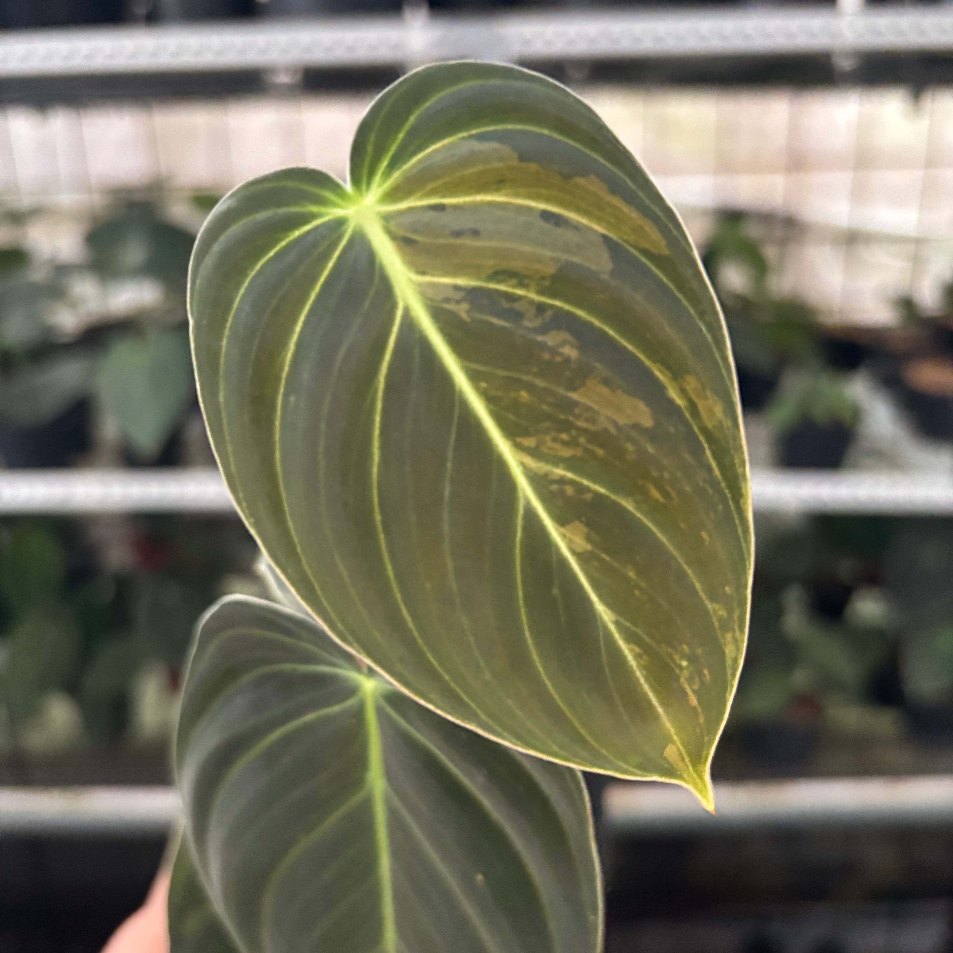 RP43-12 Philodendron Melanochrysum Variegated