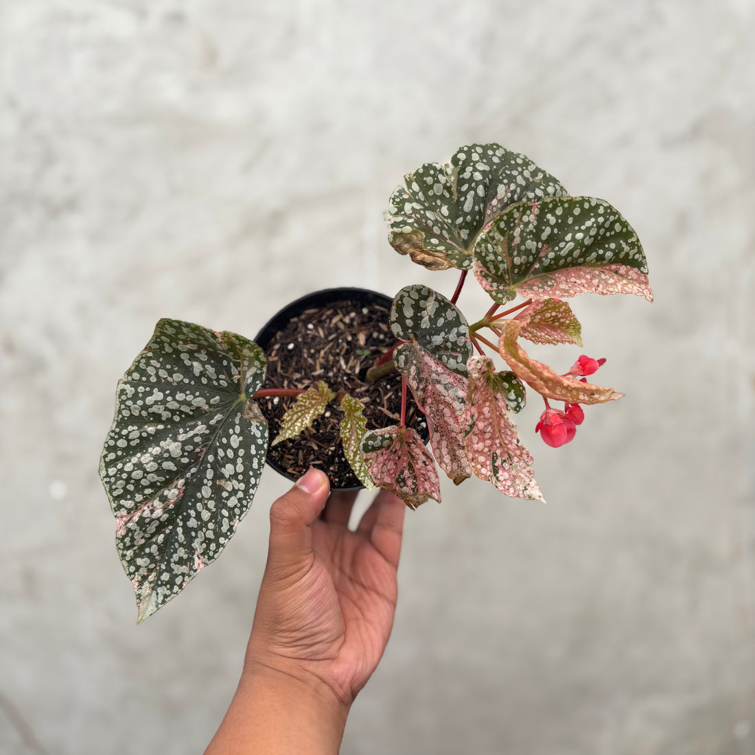 Begonia Snow Capped Variegated