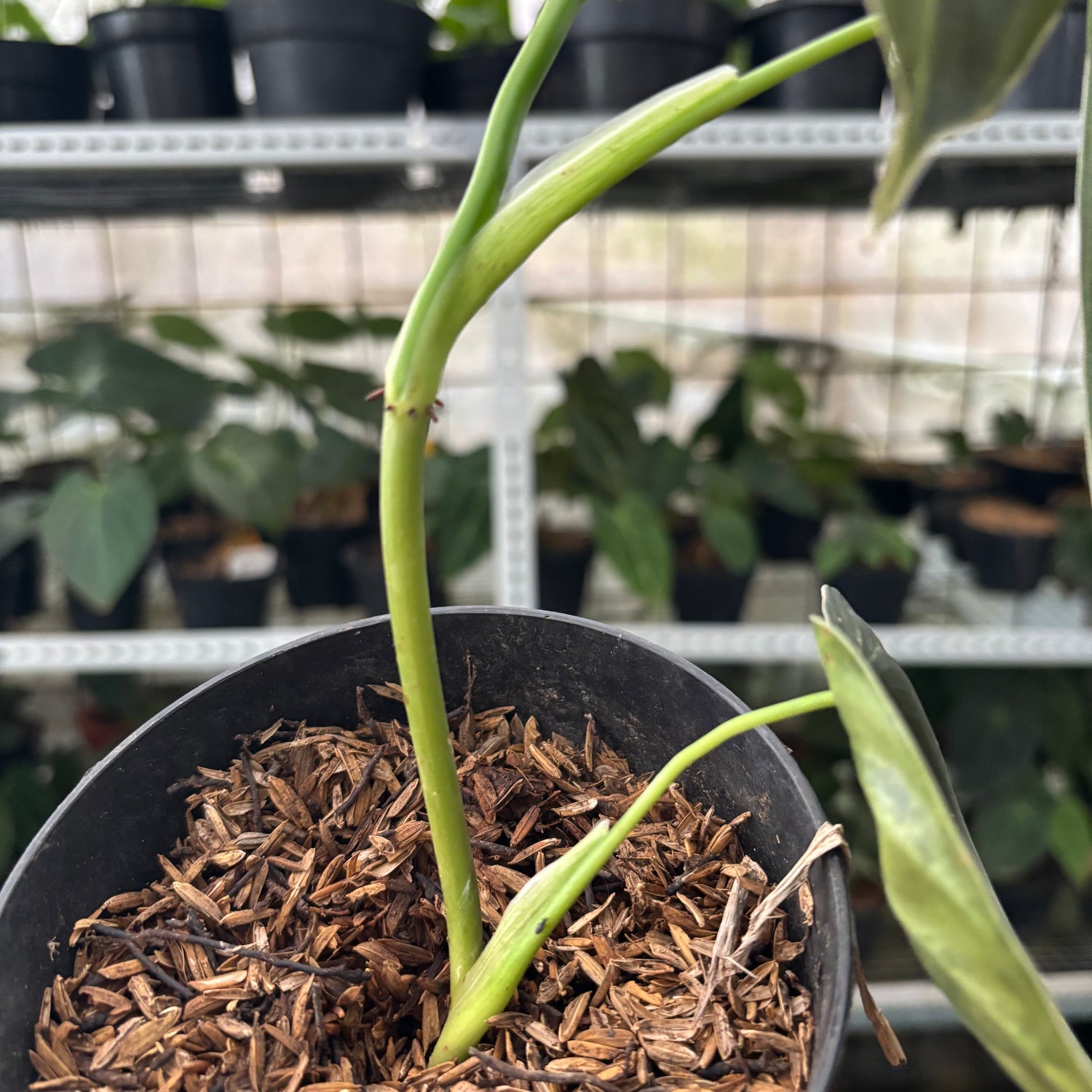 RP43-12 Philodendron Melanochrysum Variegated