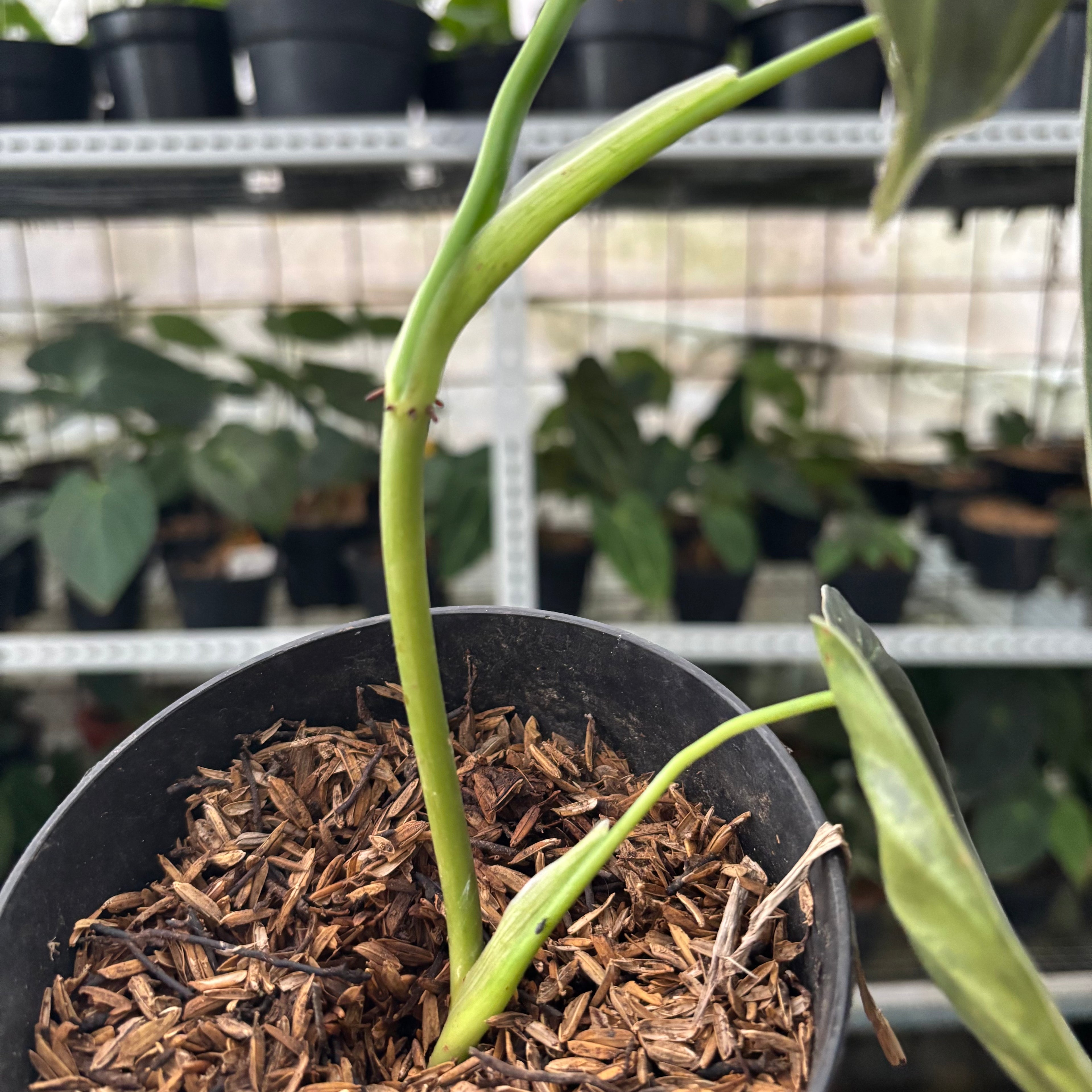 RP43-12 Philodendron Melanochrysum Variegated