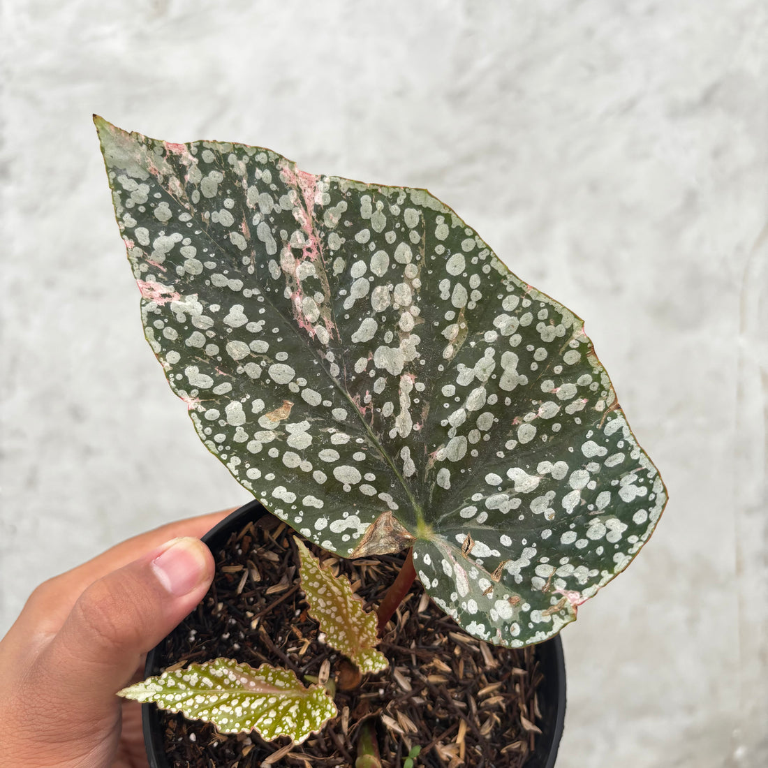 Begonia Snow Capped Variegated