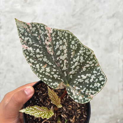 Begonia Snow Capped Variegated