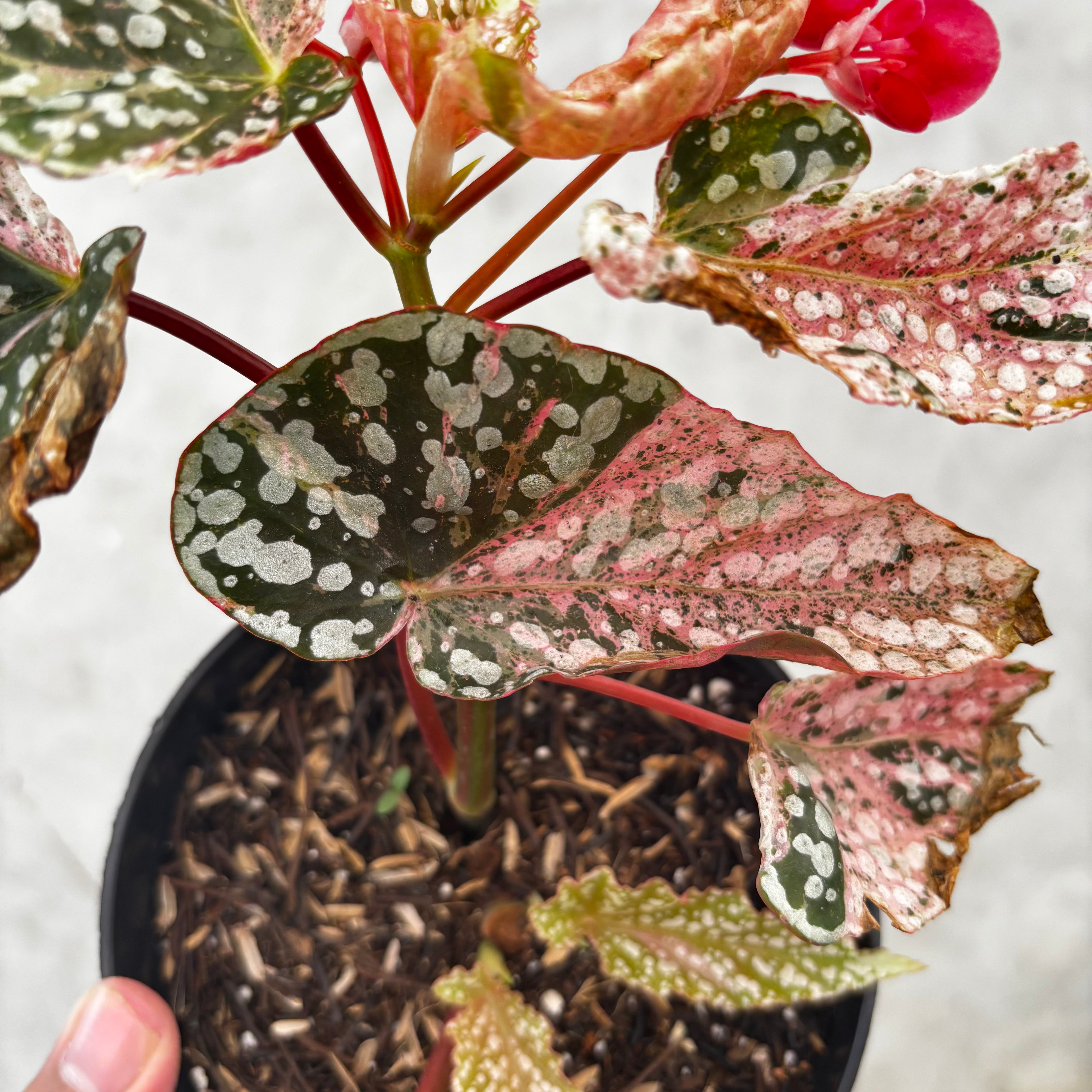 Begonia Snow Capped Variegated