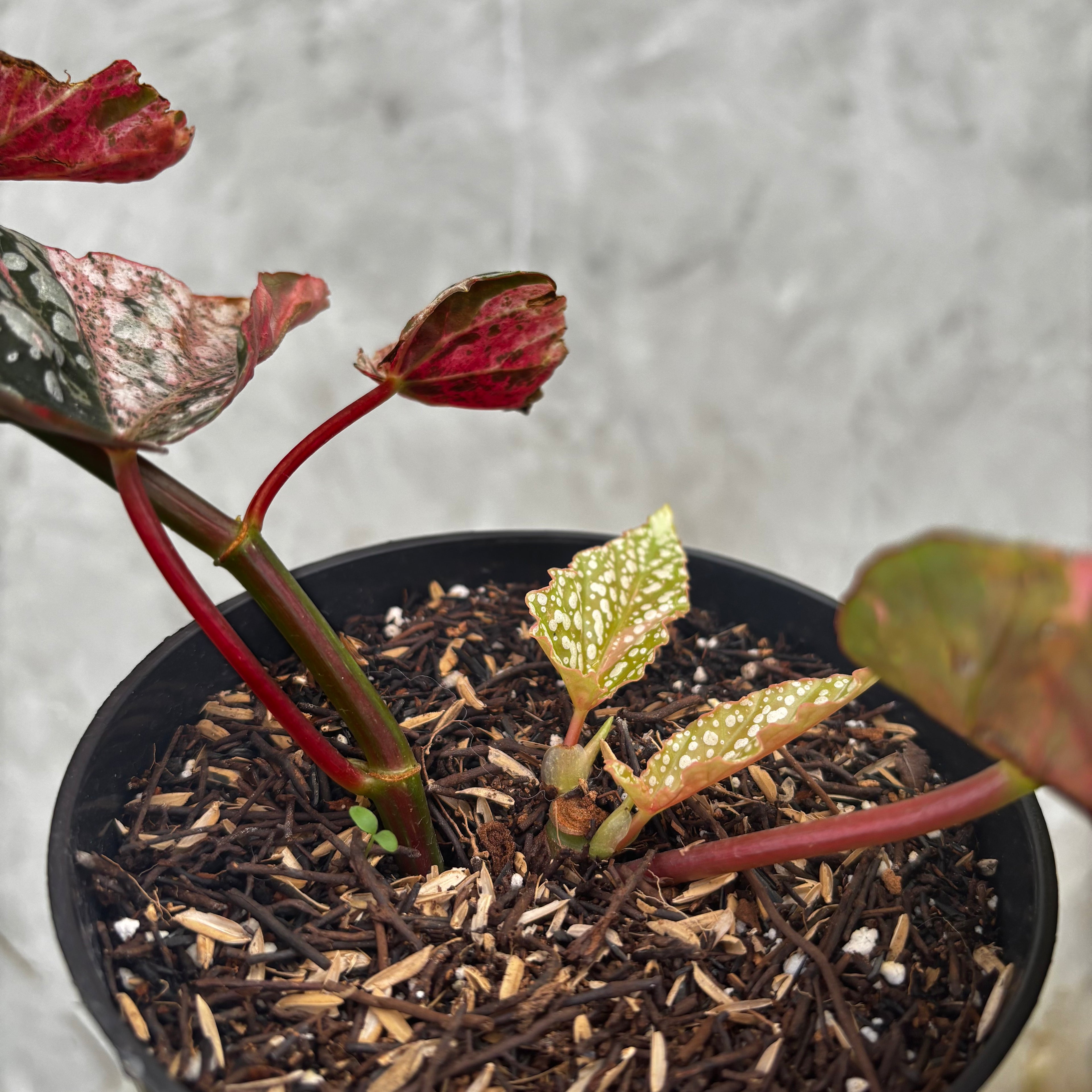 Begonia Snow Capped Variegated