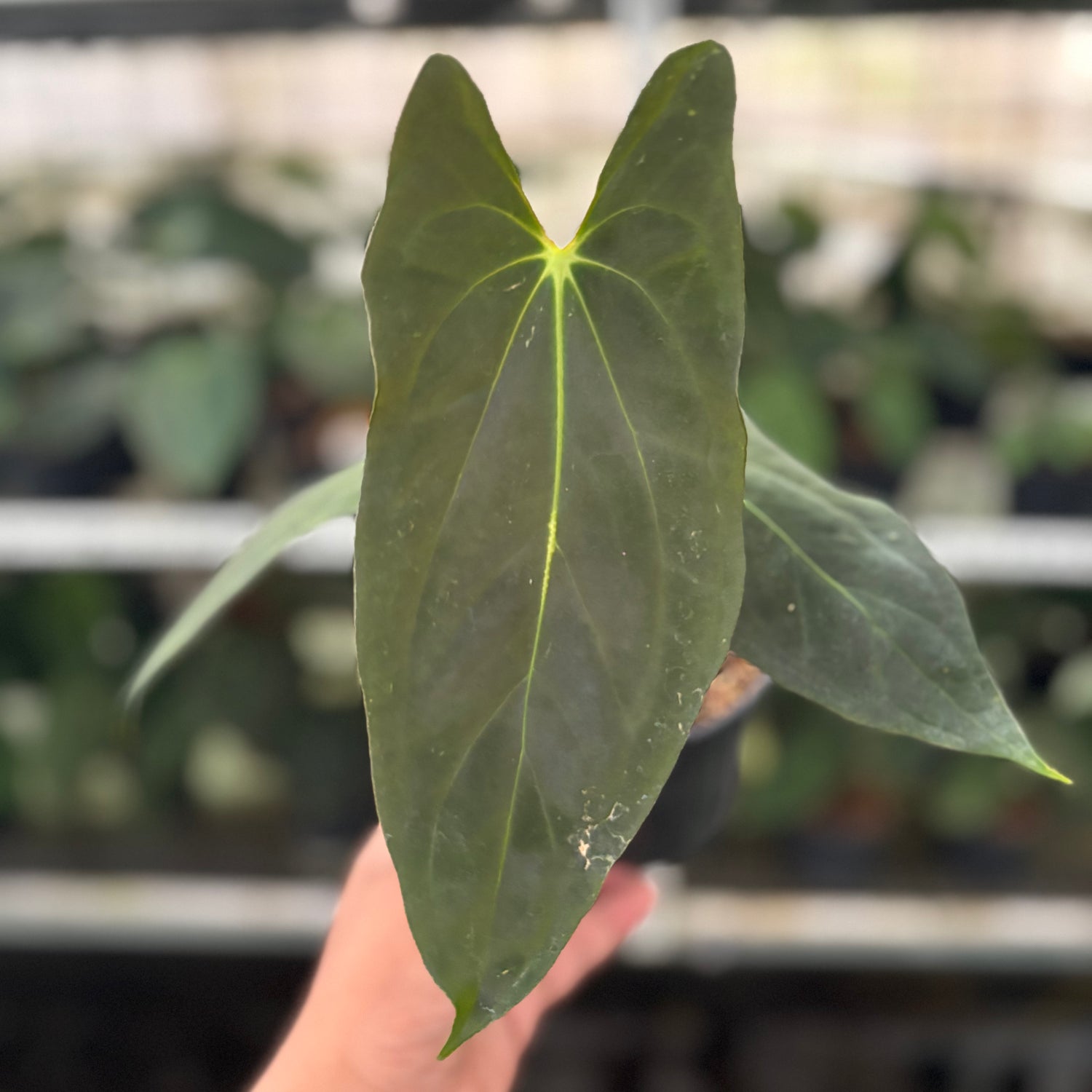 RP44-12 Anthurium Fort Sherman x Papillilaminum