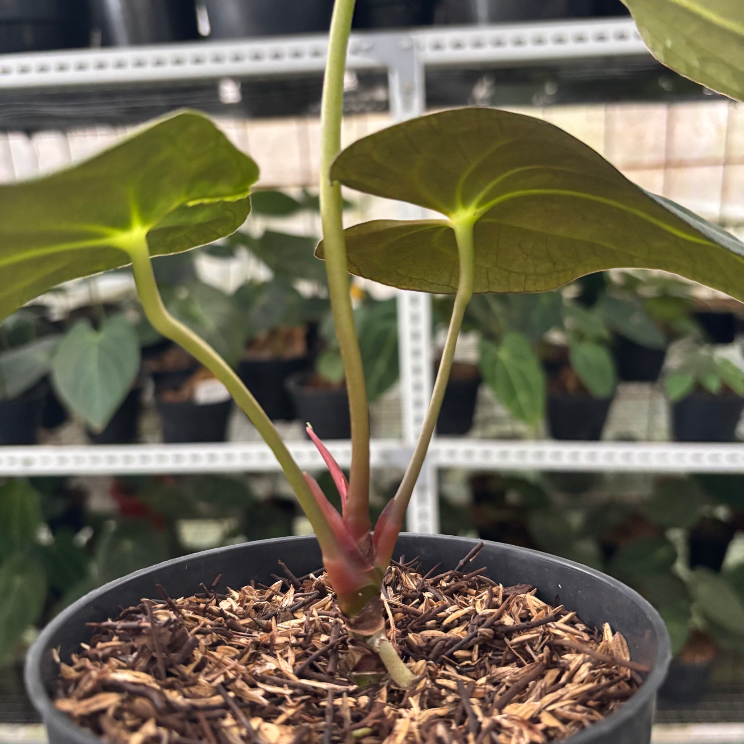 RP44-12 Anthurium Fort Sherman x Papillilaminum