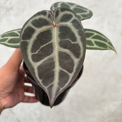 Anthurium King of Spades (HU) x Red Crystalinum