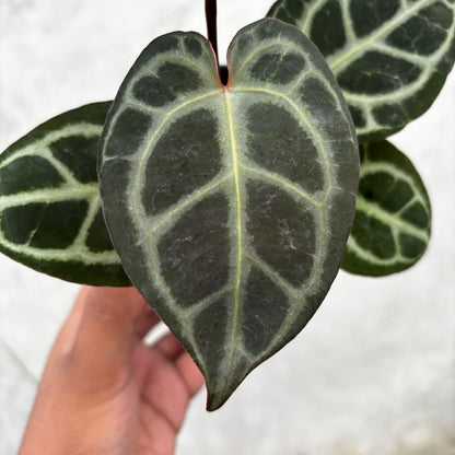 Anthurium King of Spades (HU) x Red Crystalinum