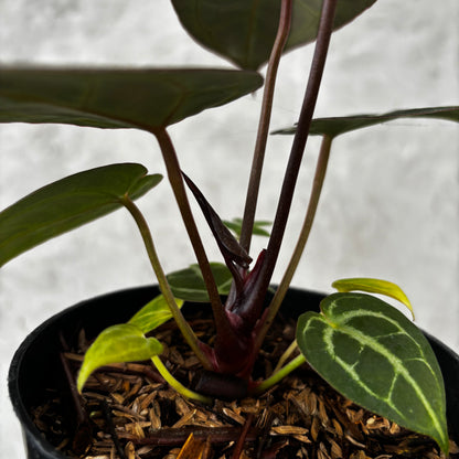 Anthurium King of Spades (HU) x Red Crystalinum
