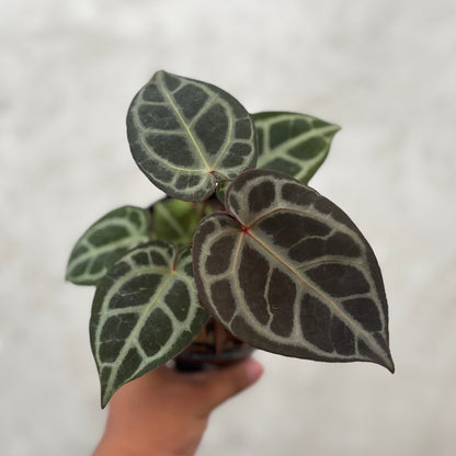 Anthurium King of Spades (HU) x Red Crystalinum